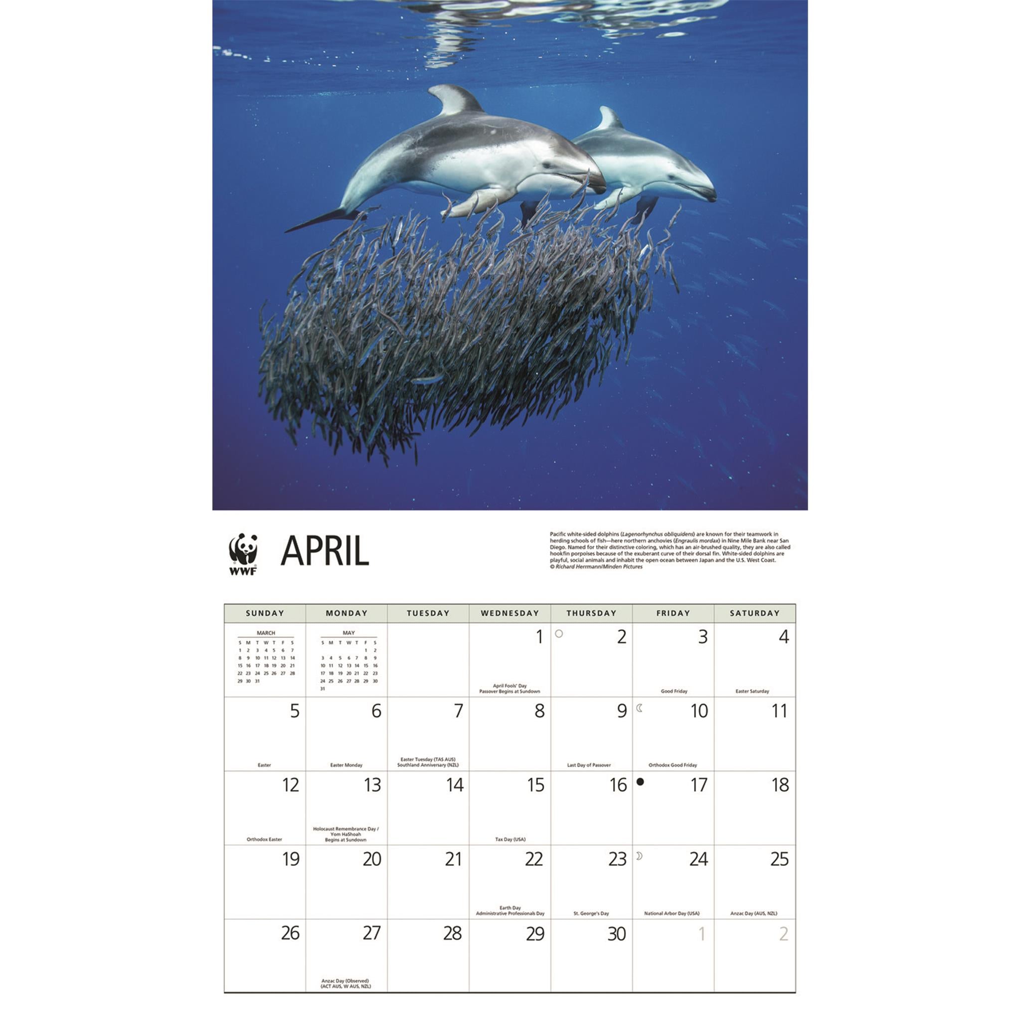 Calendrier mural Dauphins 2026 du Fonds mondial pour la nature