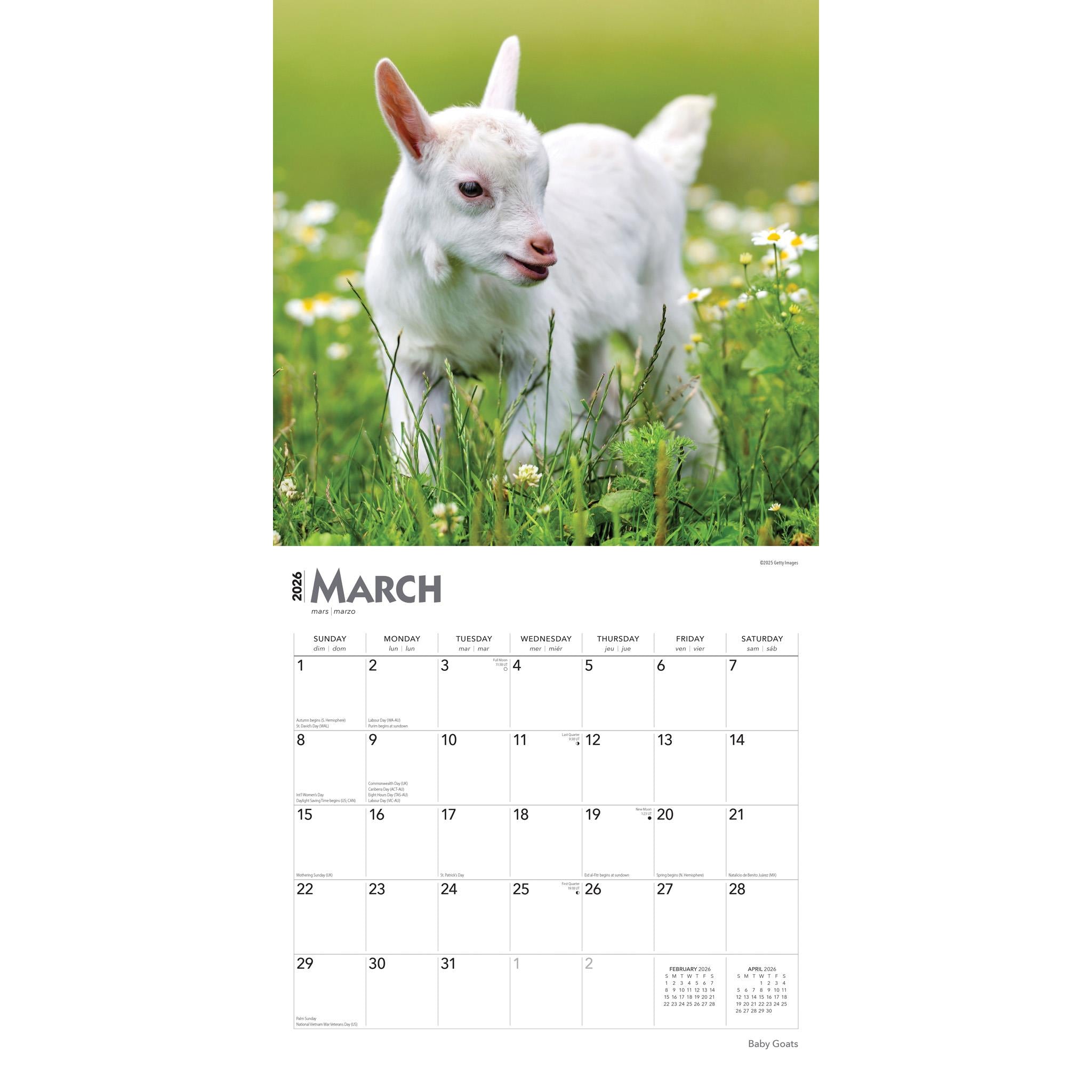Baby Goats 2026 Wall Calendar