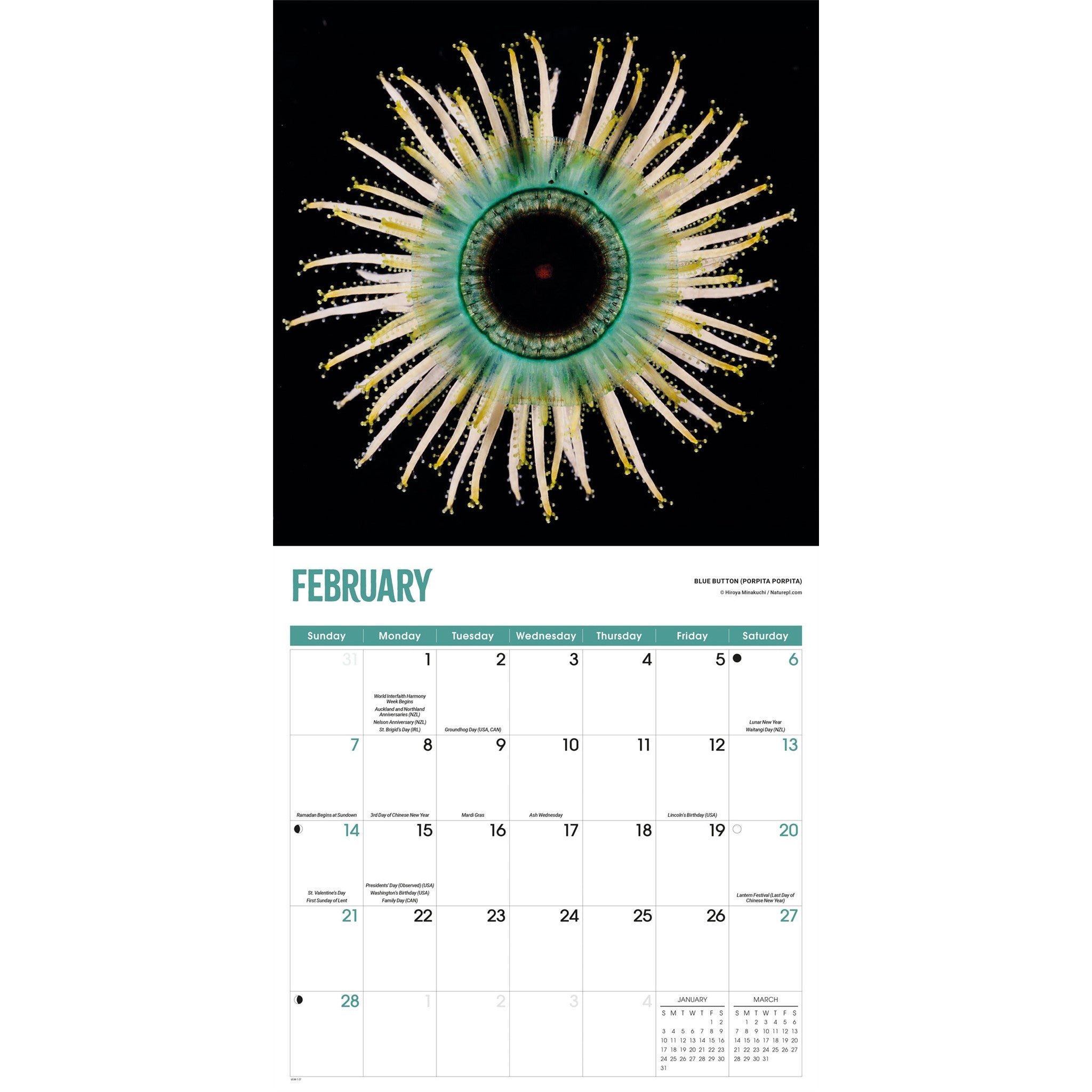 Calendrier mural 2027 Méduses