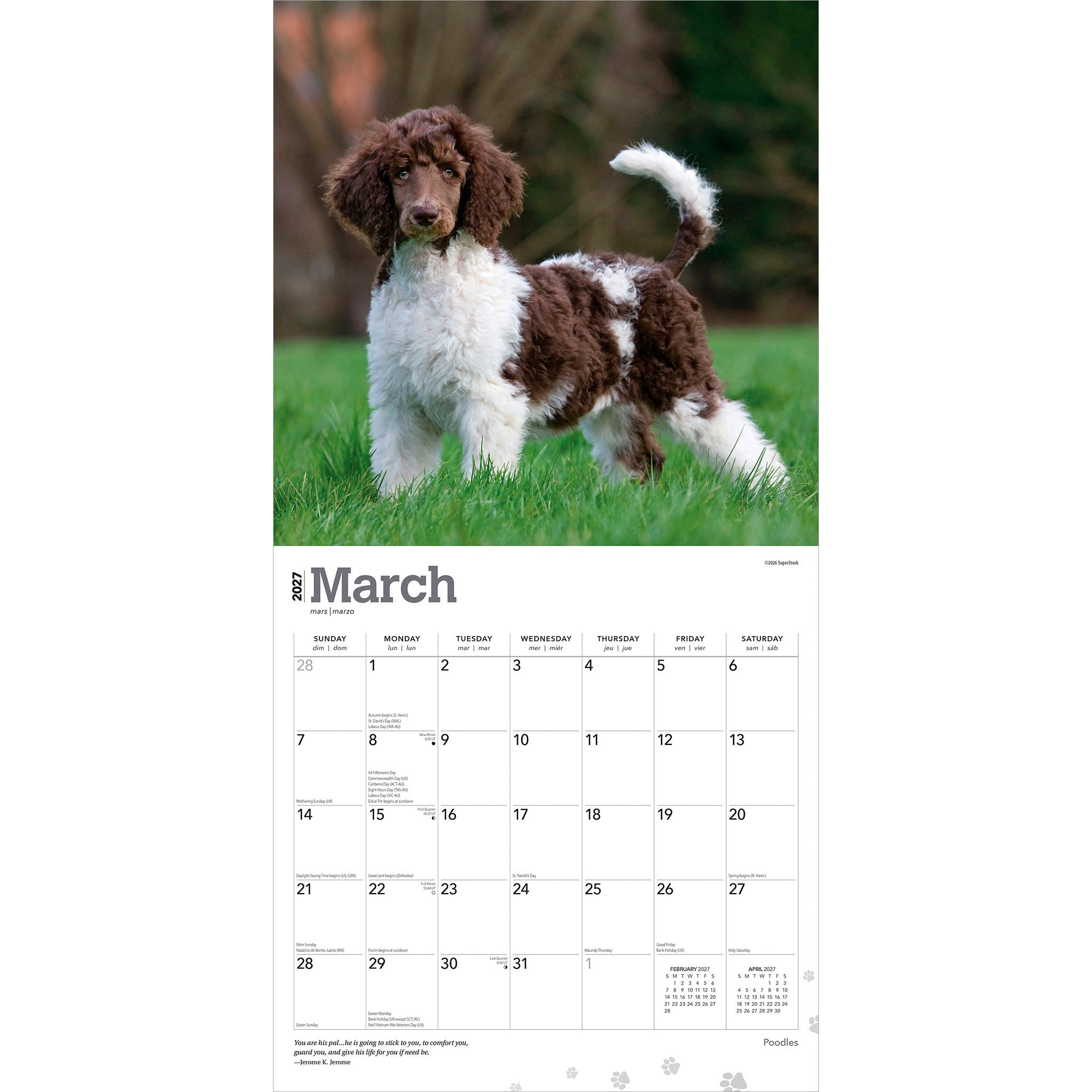 Poodles 2027 Wall Calendar