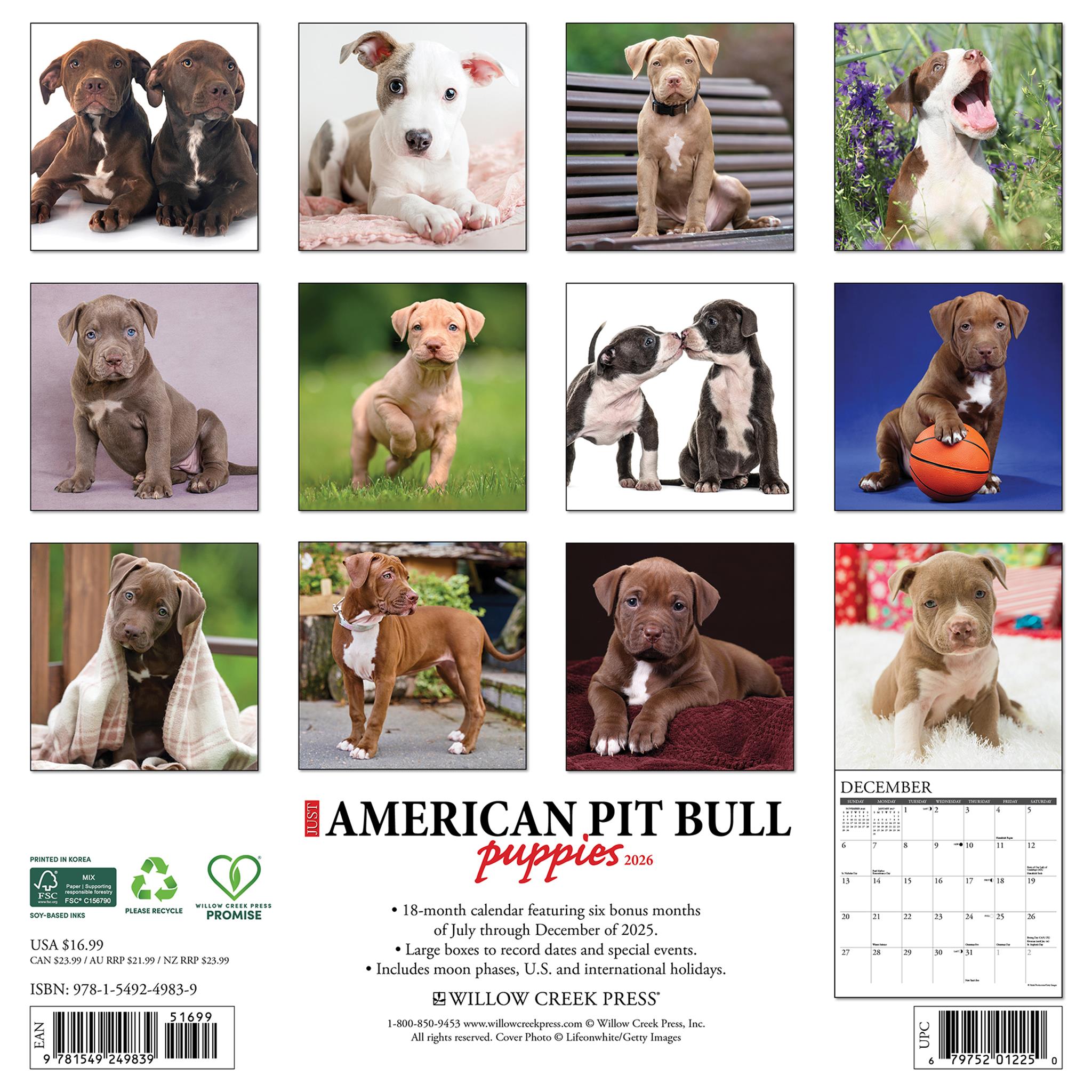 Calendrier mural 2026 « Chiots American Pit Bull Terrier » - Disponible uniquement en ligne