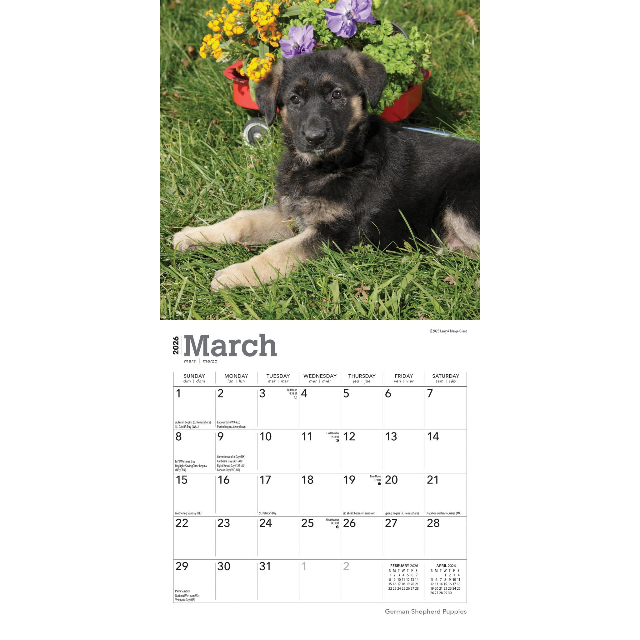 Mini calendrier 2026 des chiots Berger Allemand