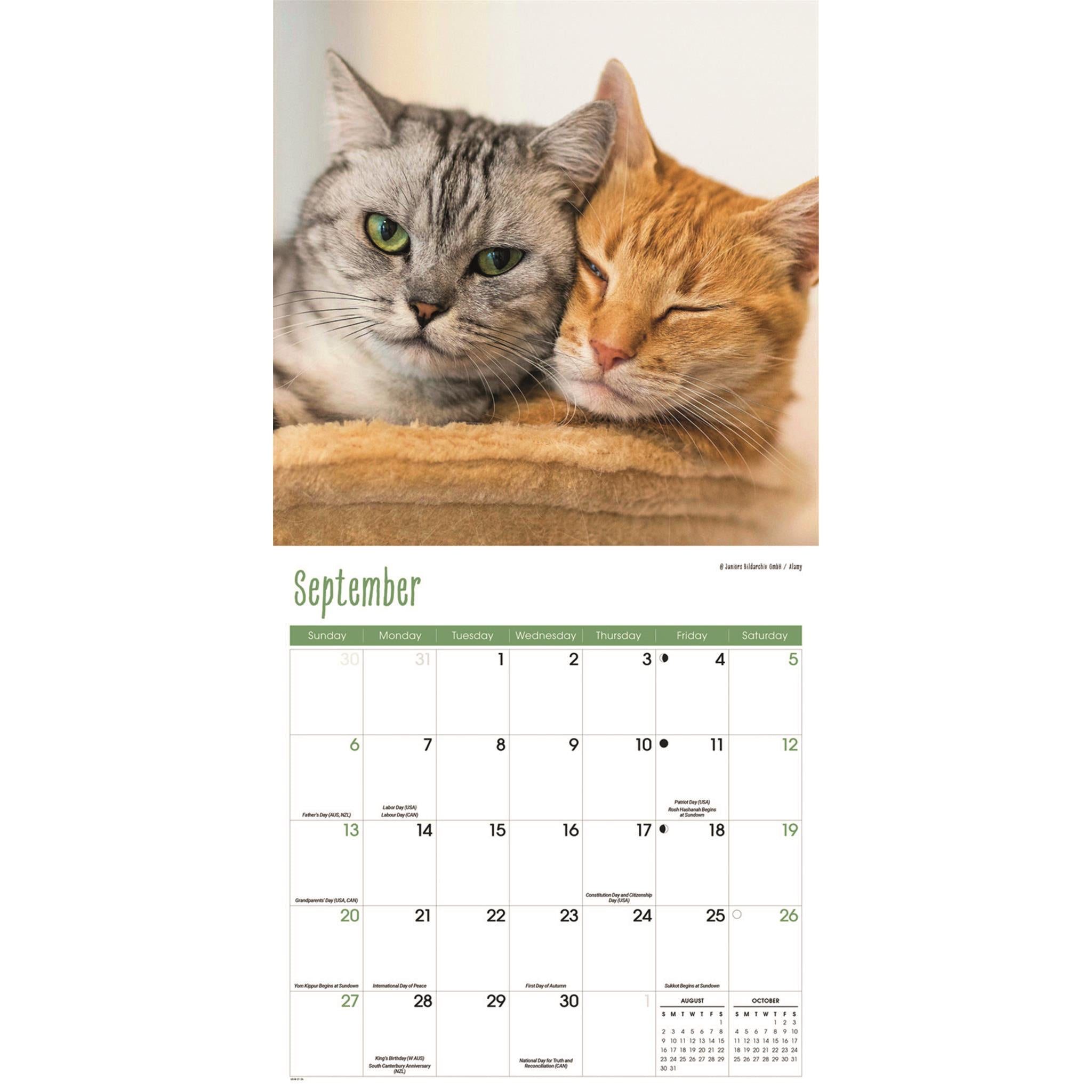 Cats Wall  2026 Calendar