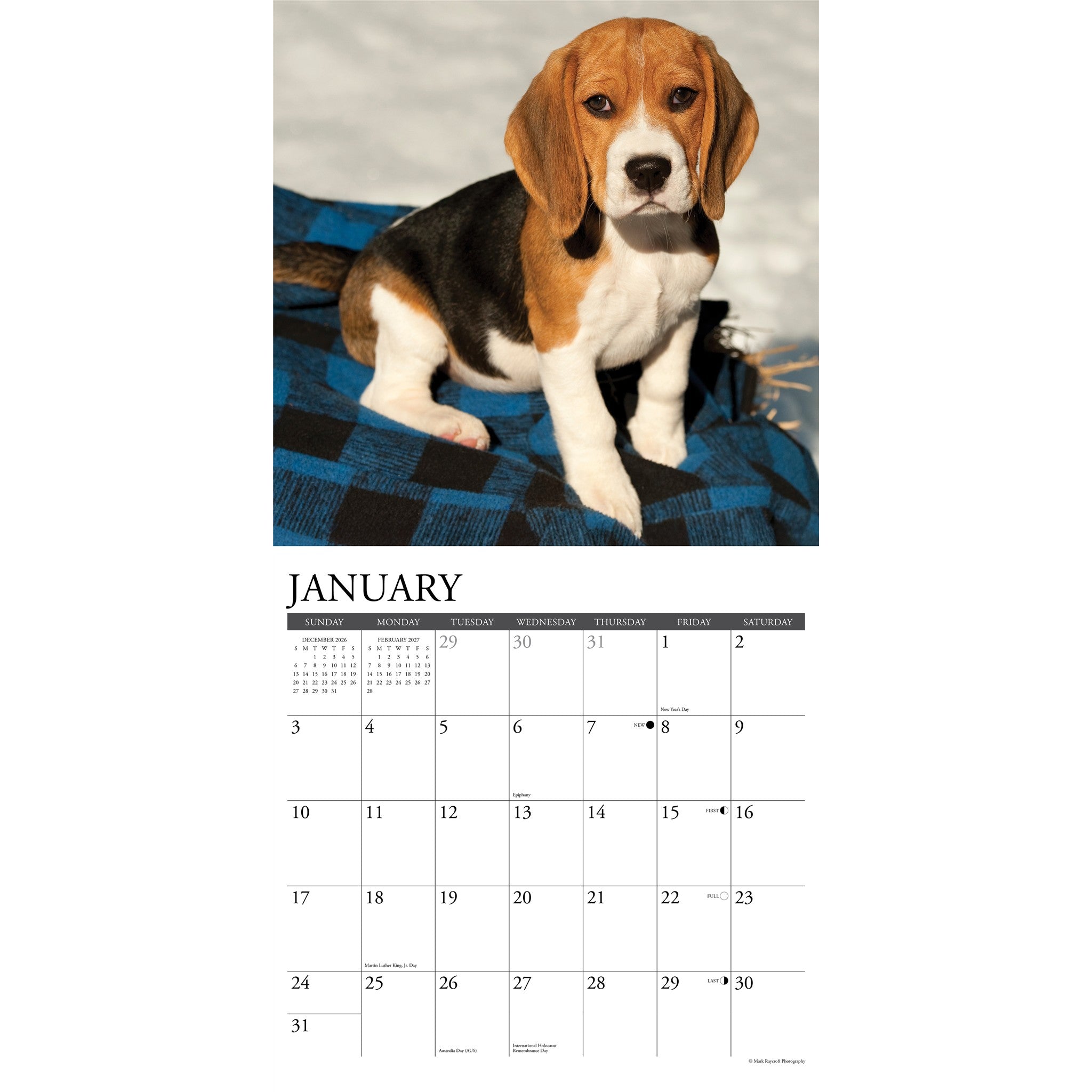 Beagle Puppies 2027 Wall Calendar