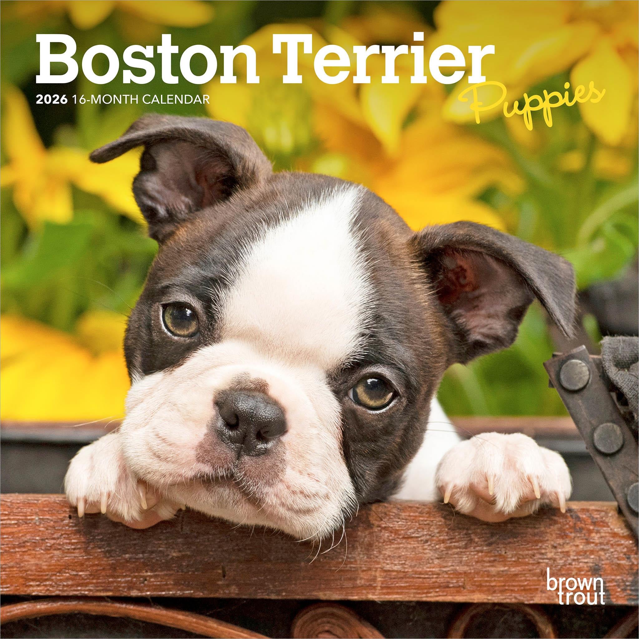 Mini-calendrier 2026 des chiots Boston Terrier