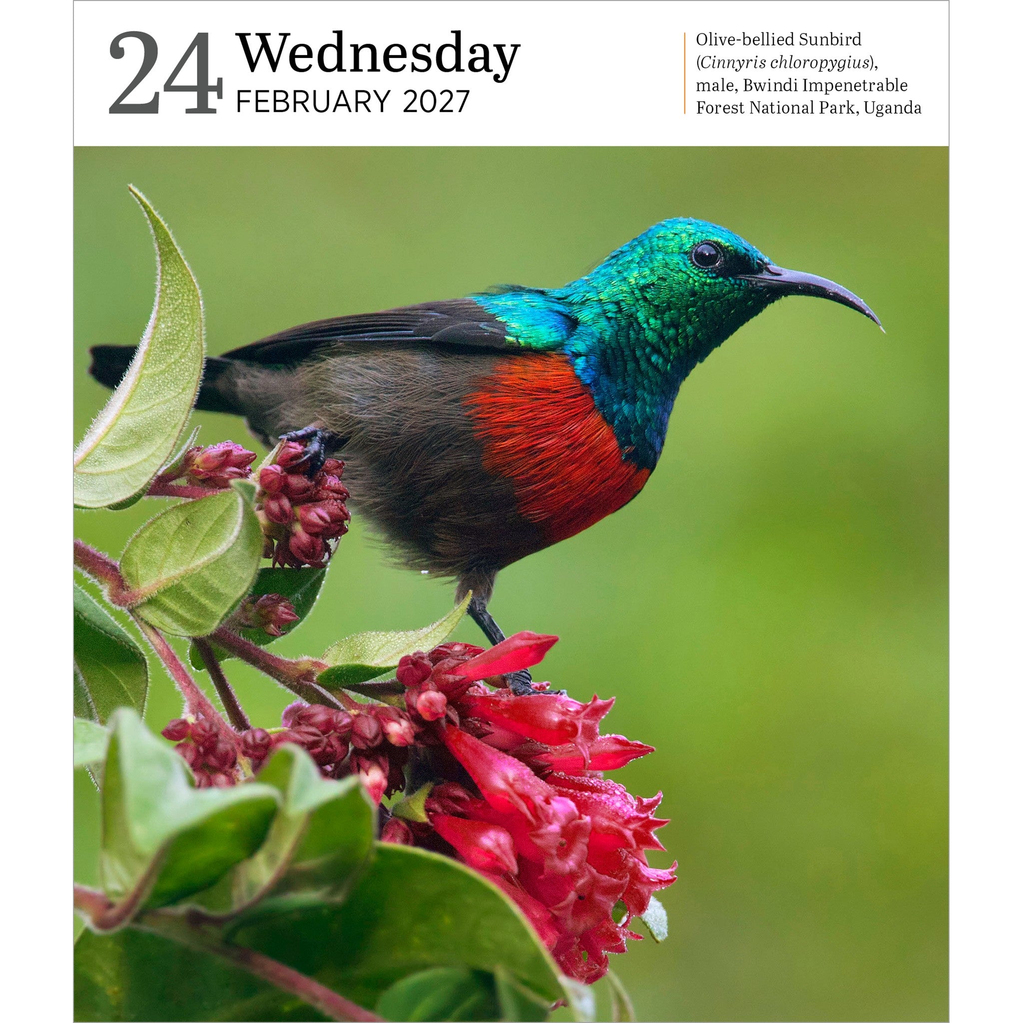 Audubon Nature Gallery 2027 Box Calendar