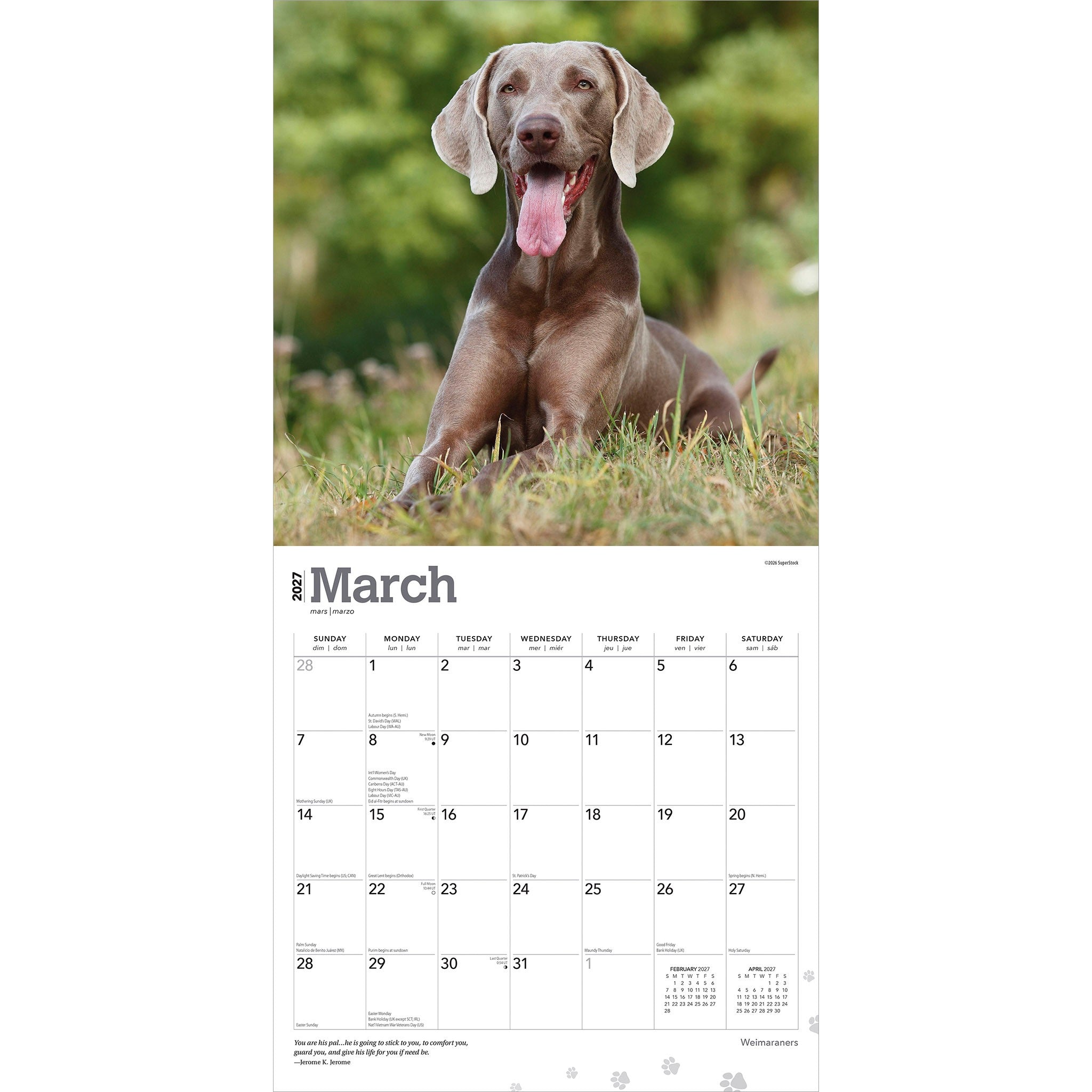 Weimaraners 2027 Wall Calendar