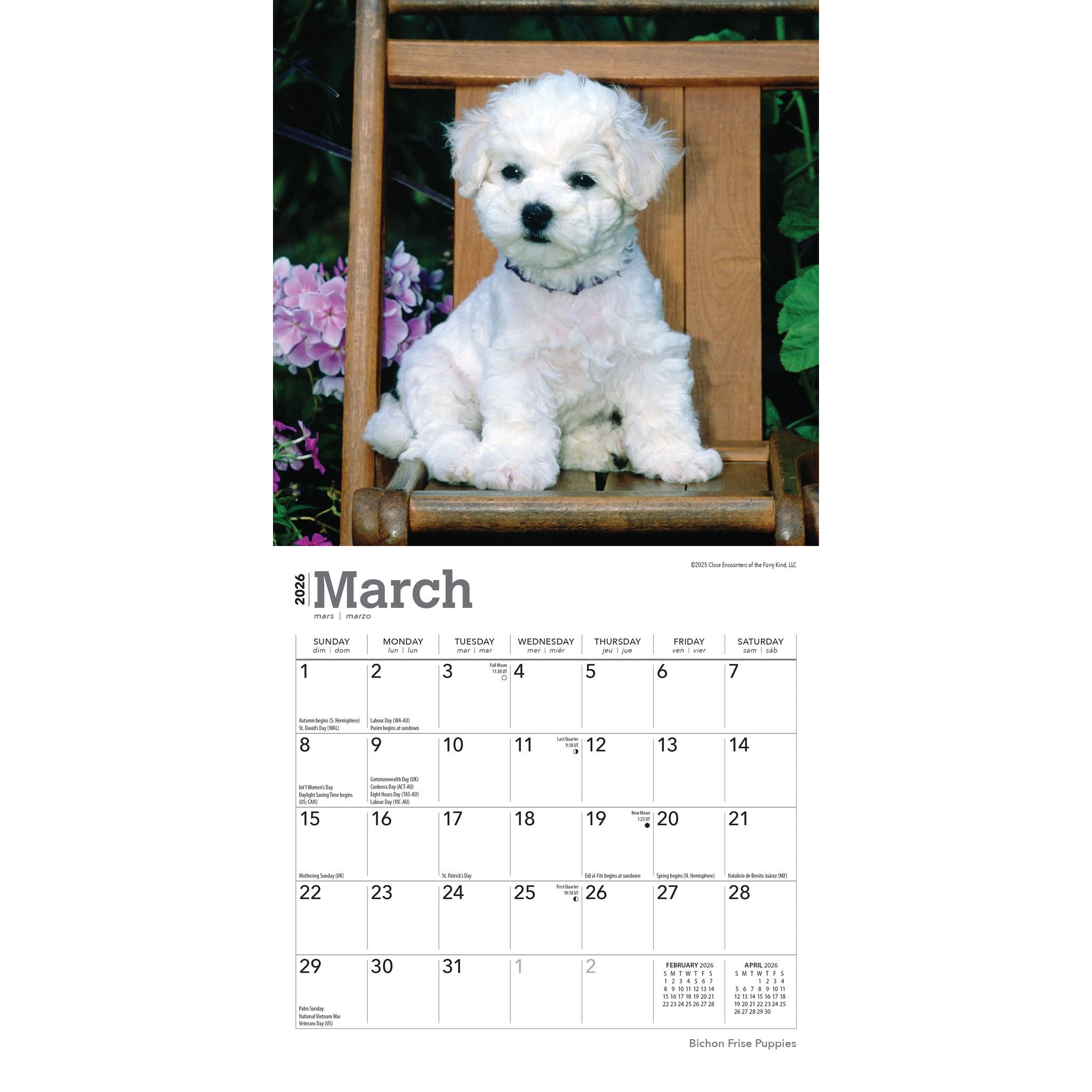 Mini calendrier 2026 pour chiots Bichon Frise