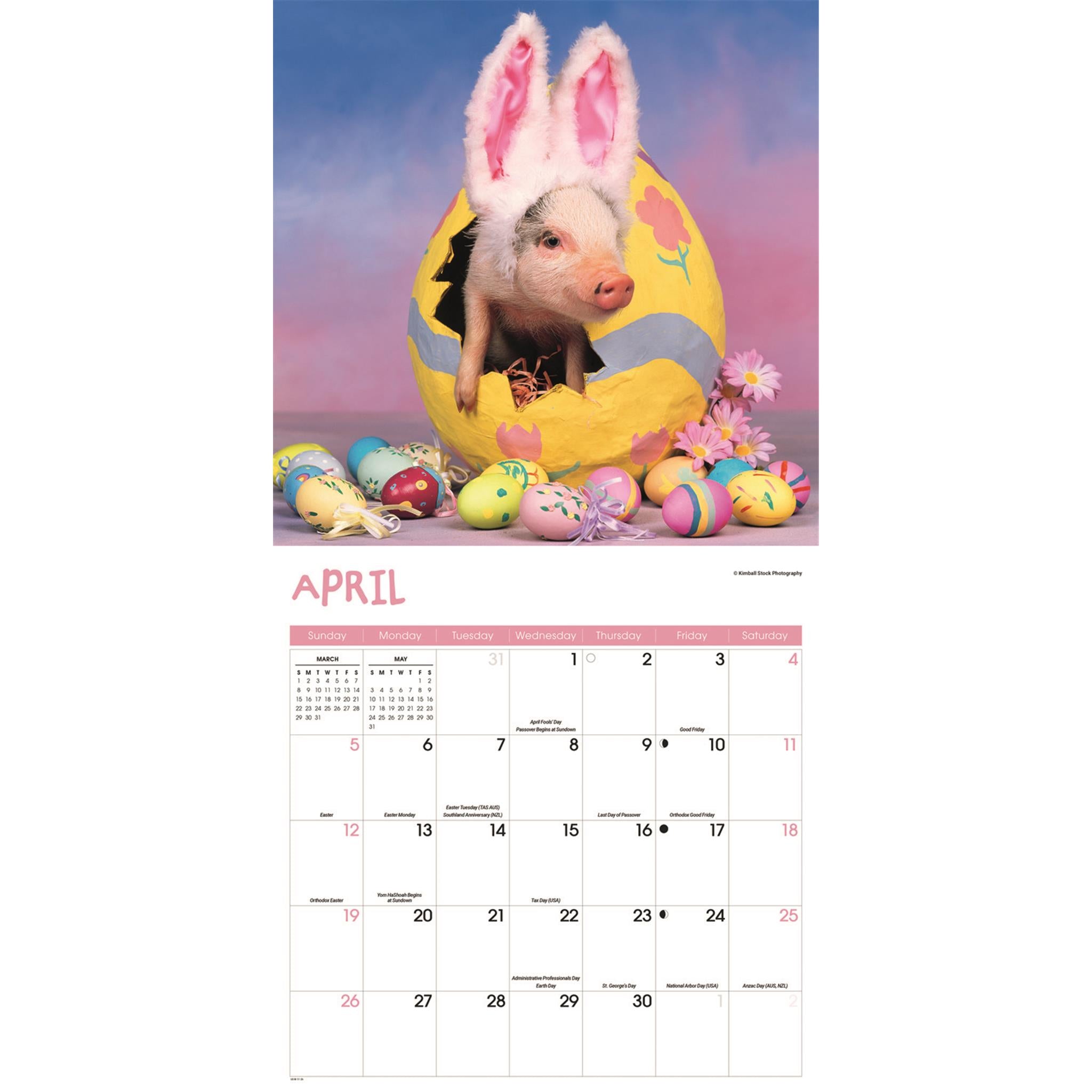 Pigs Playful 2026 Wall Calendar