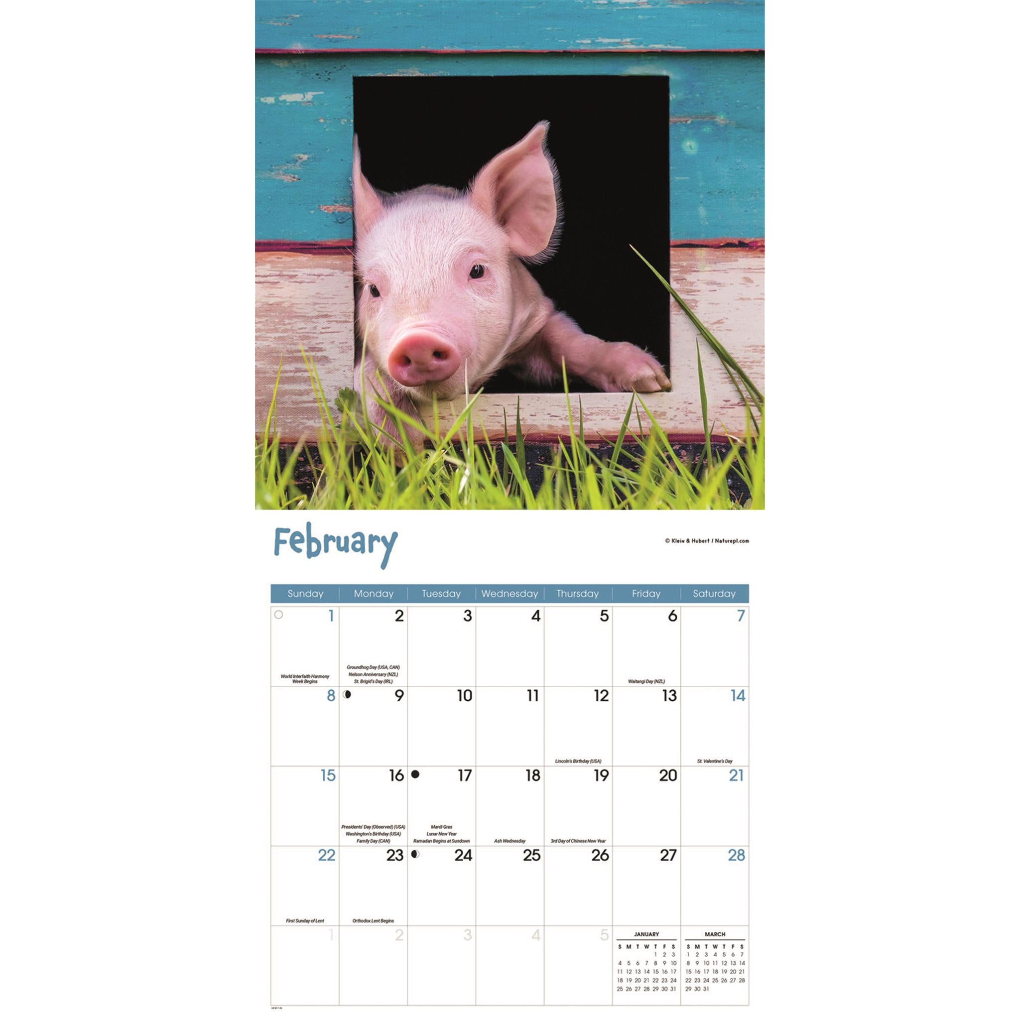 Calendrier mural Mini Cochons 2026