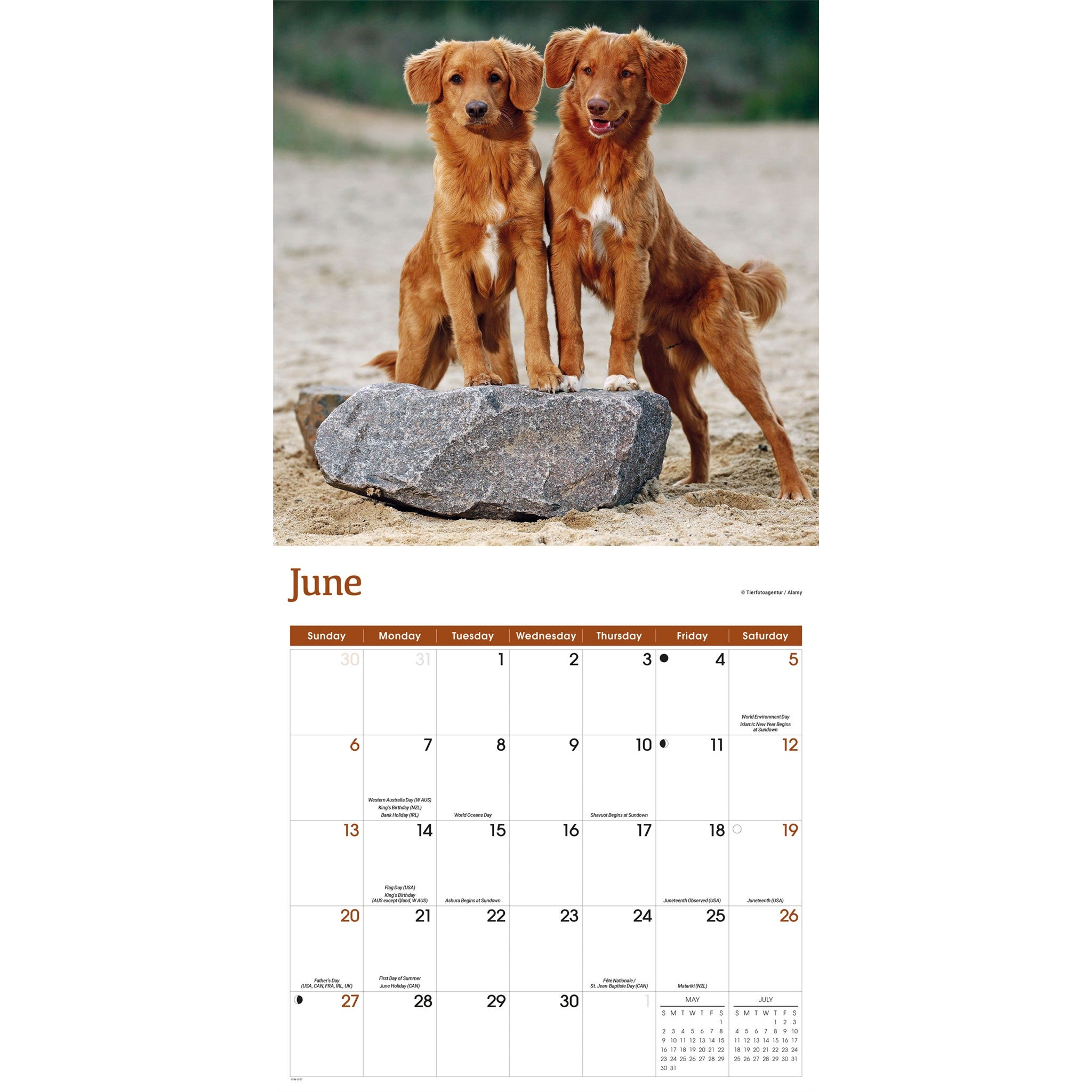 Calendrier mural 2027 Nova Scotia Duck Tolling Retriever