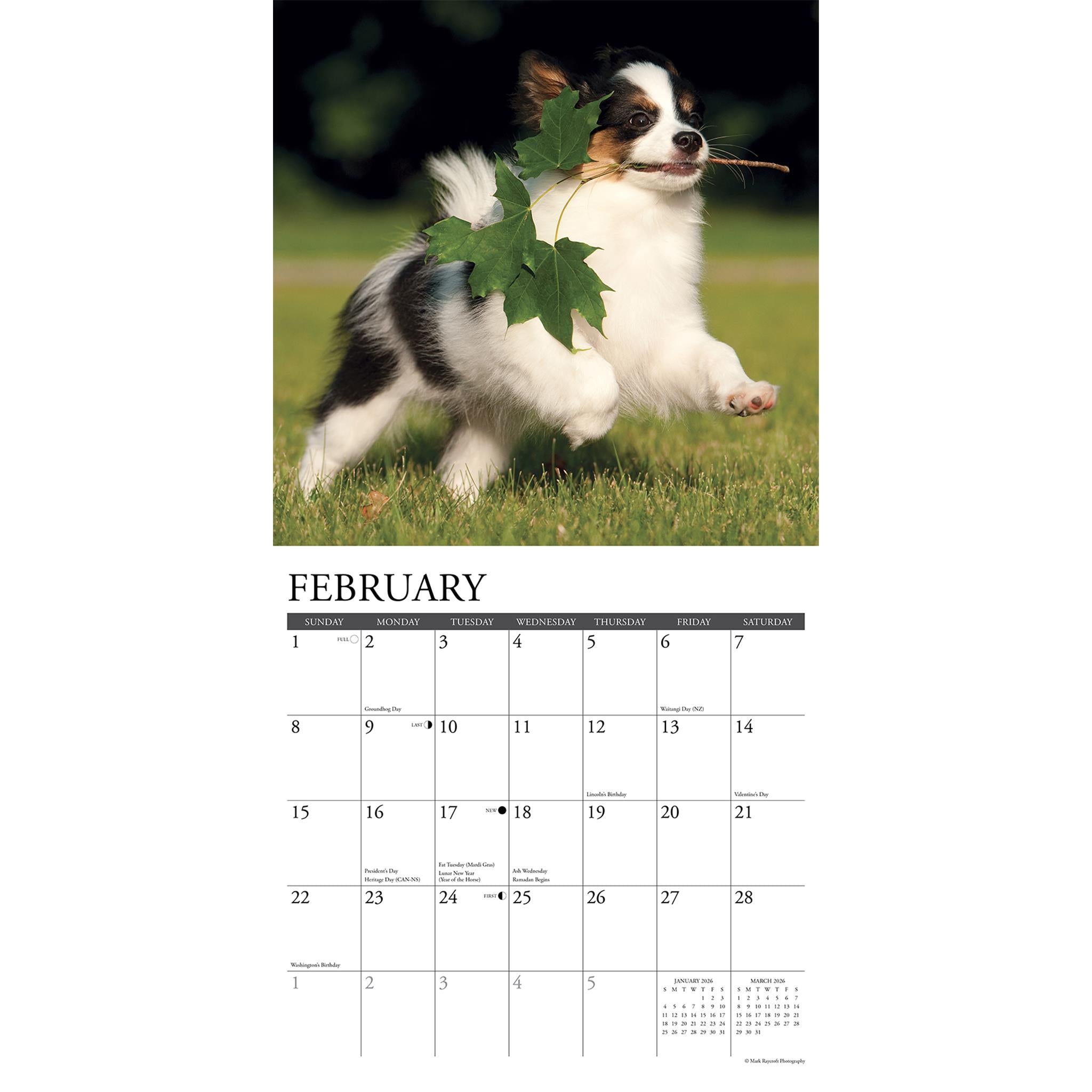 Papillons 2026 Just Wall Calendar