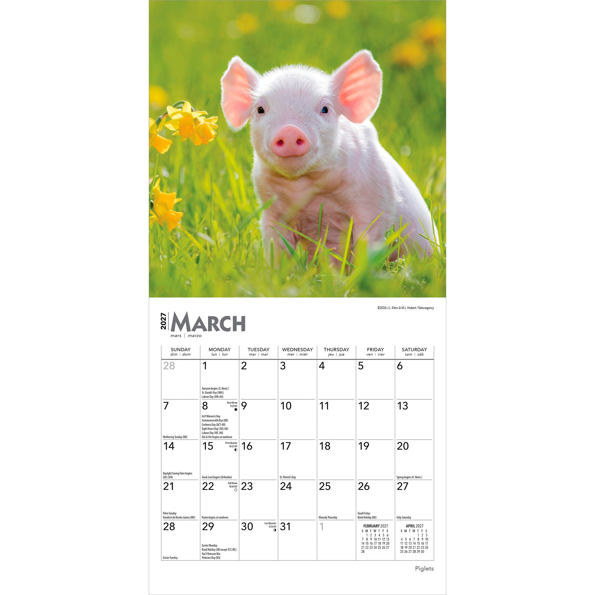 Piglets 2027 Mini Calendar