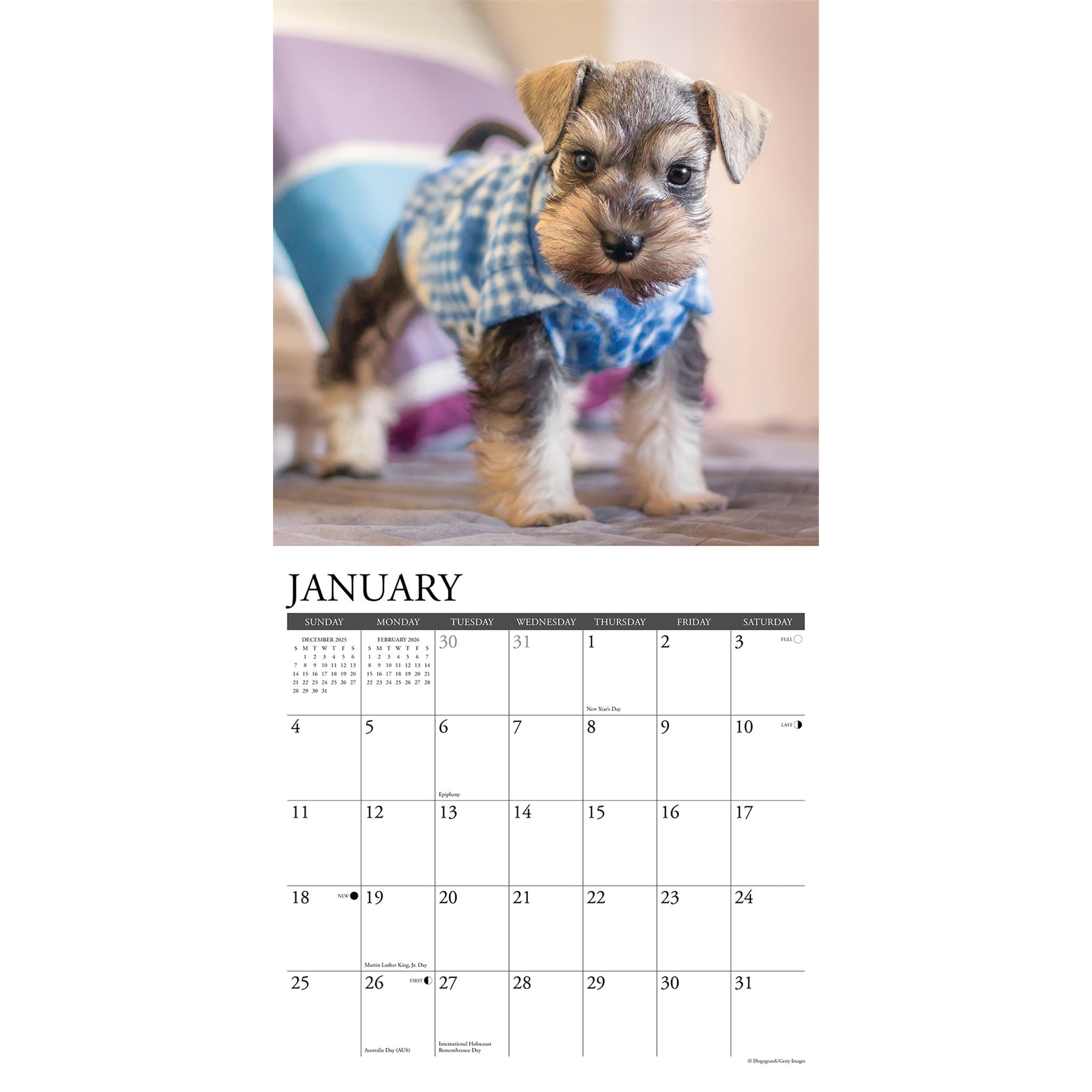 Calendrier mural 2026 « Just Schnauzer Puppies »