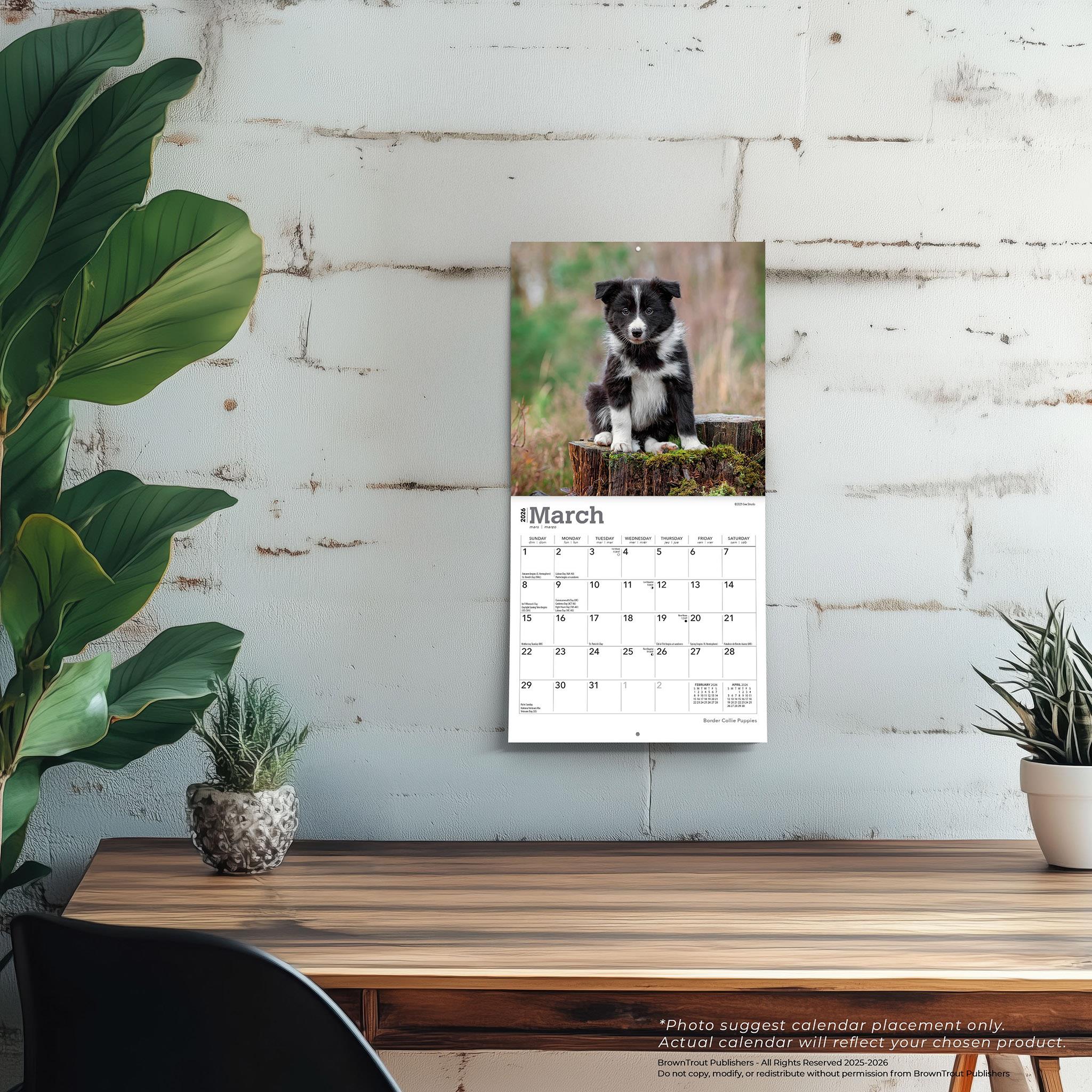 Mini calendrier 2026 des chiots Border Collie