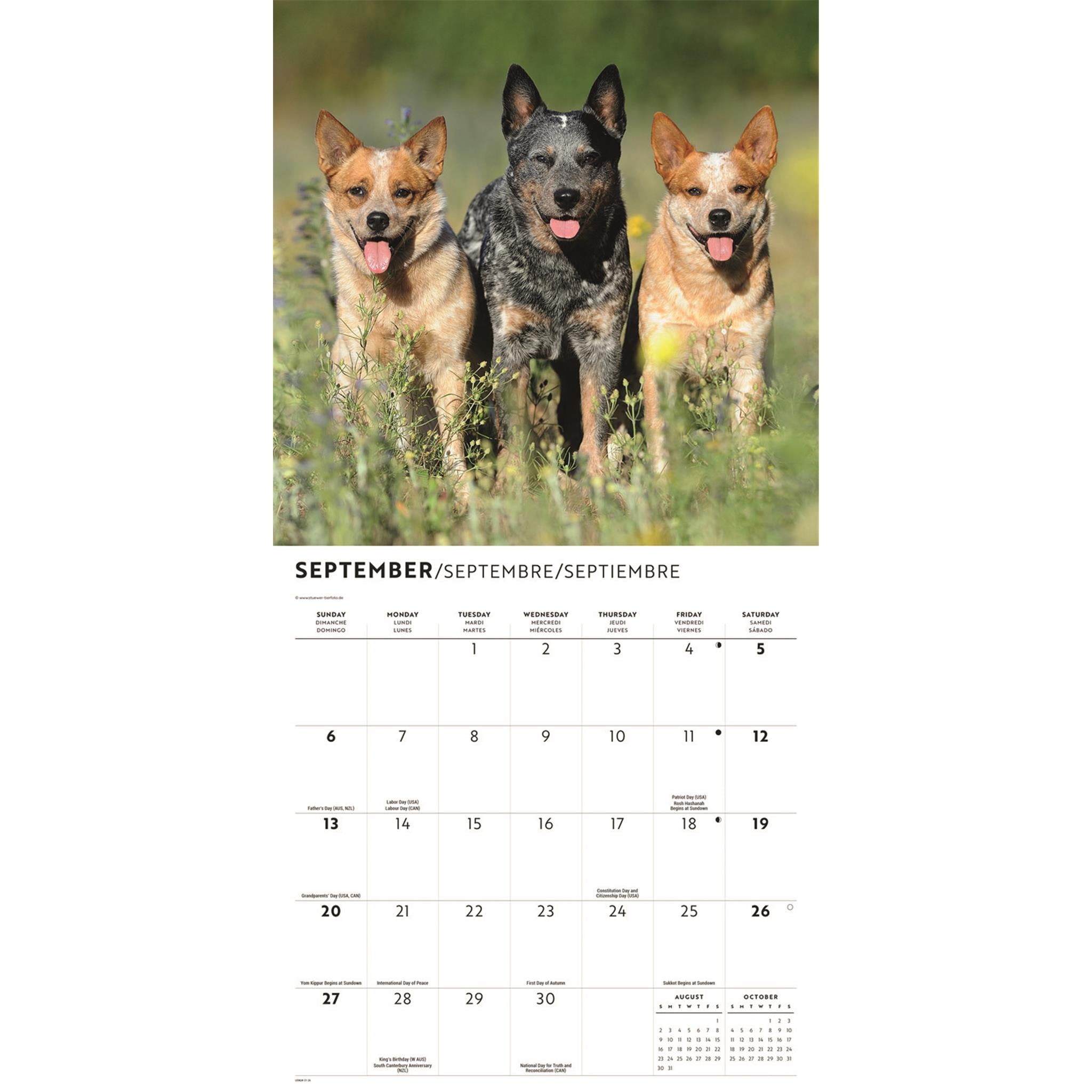 Calendrier mural 2026 des Bouviers australiens