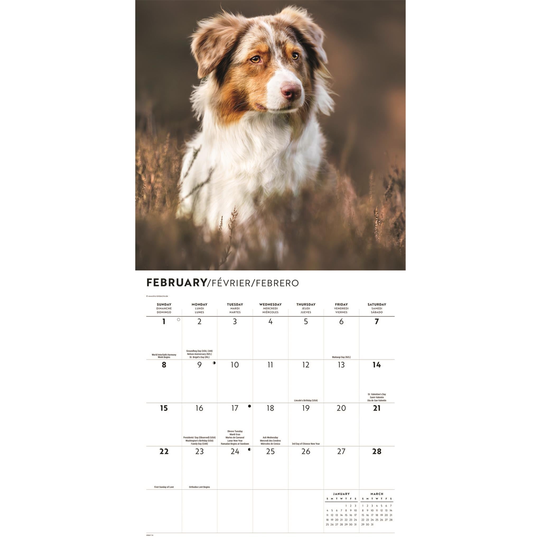 Calendrier mural des Bergers Australiens 2026