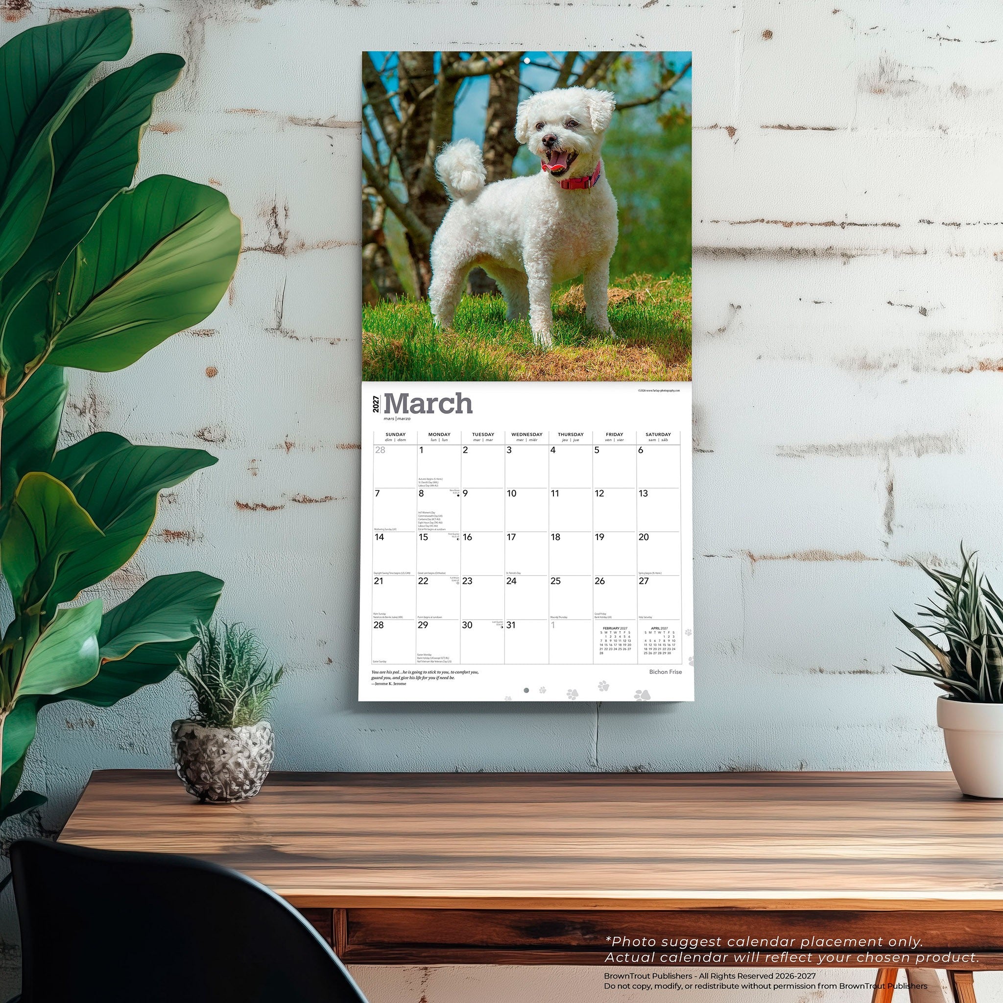 Bichon Frise 2027 Wall Calendar - Online Only