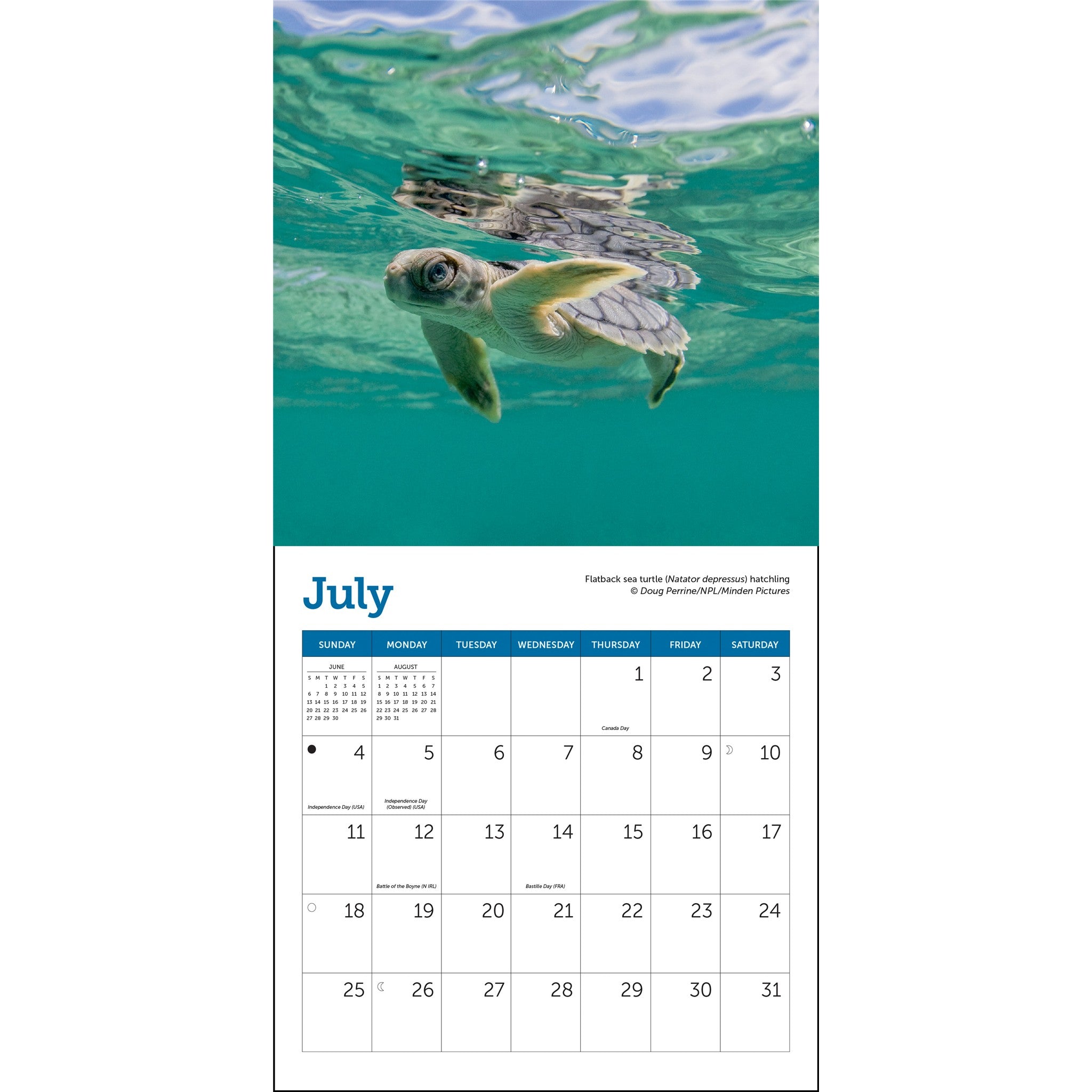 Mini-calendrier Tortues marines 2027