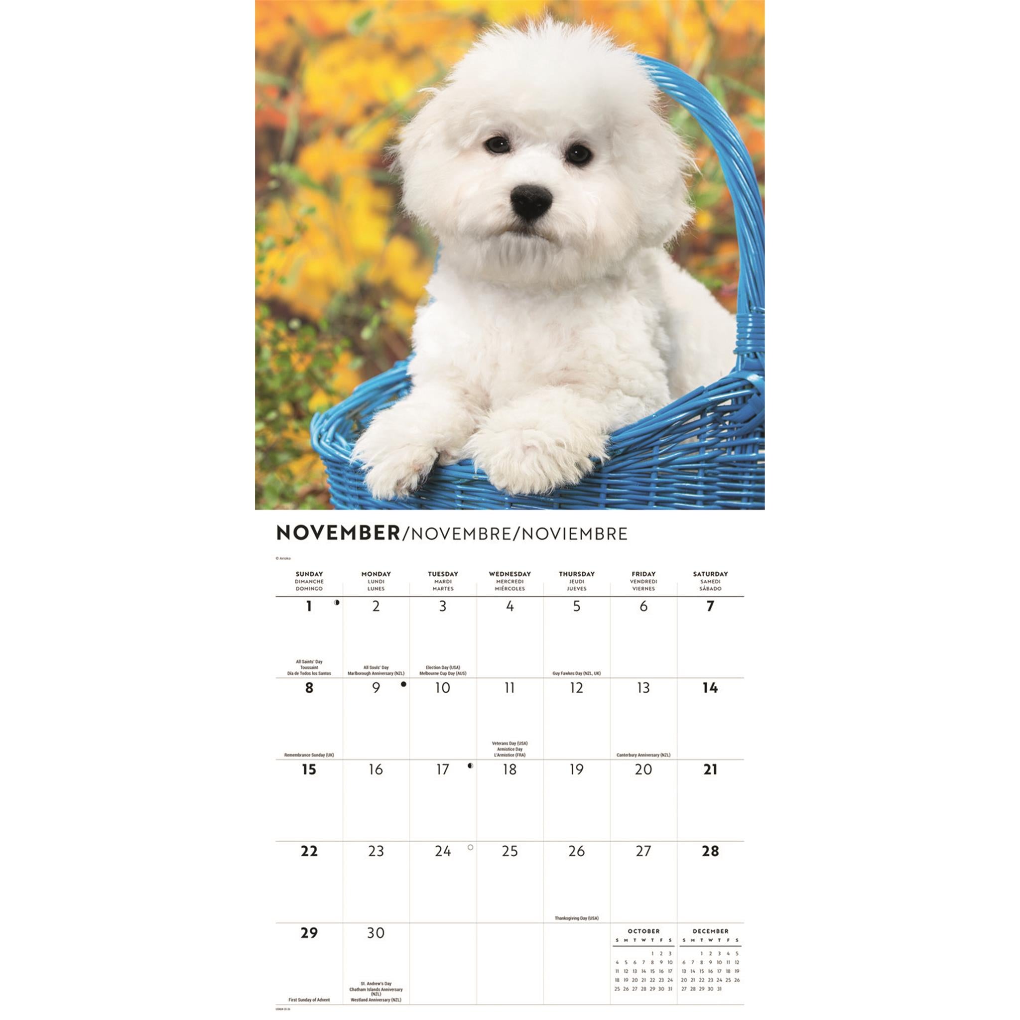 Calendrier mural Bichon Frisé 2026