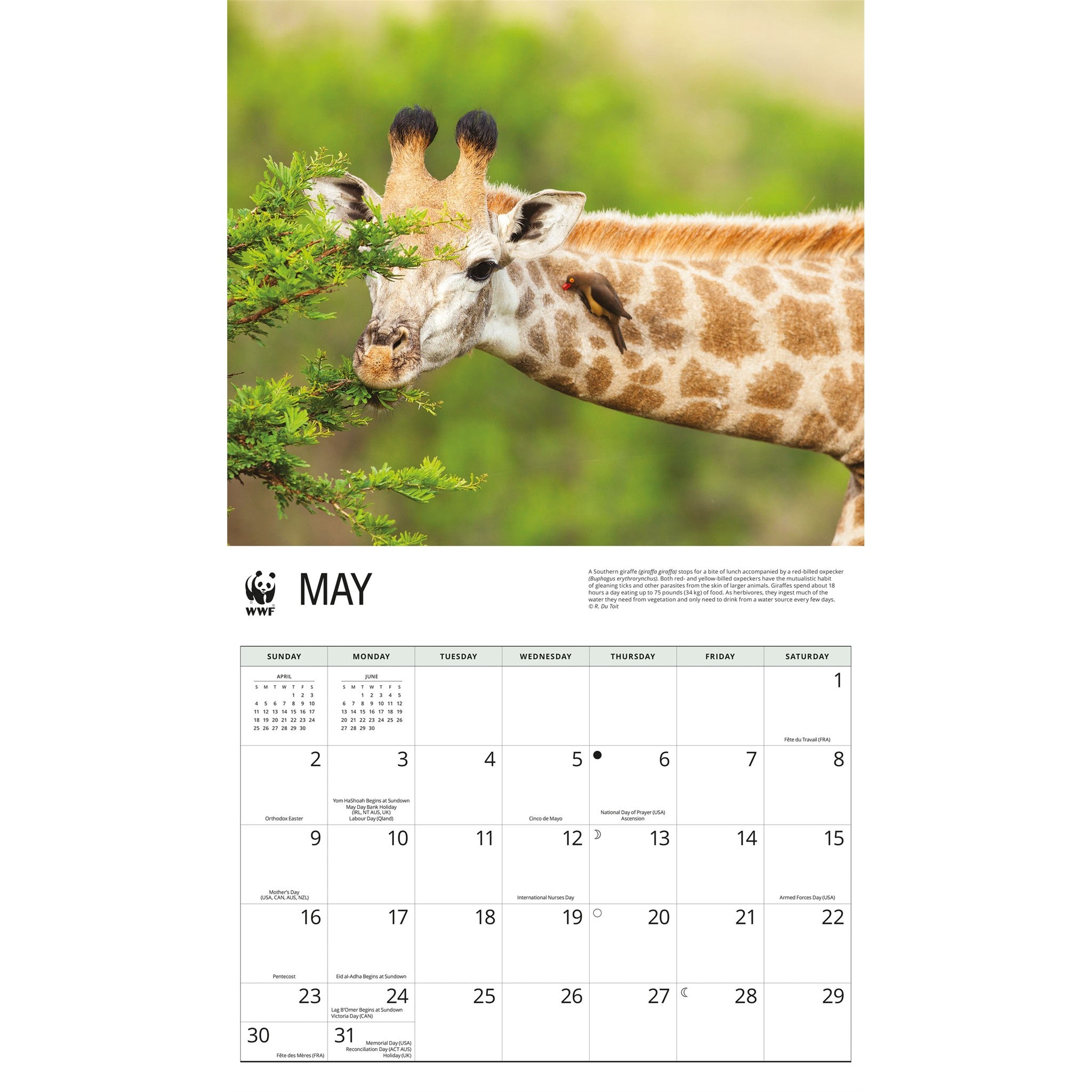 Calendrier mural 2027 WWF Girafes