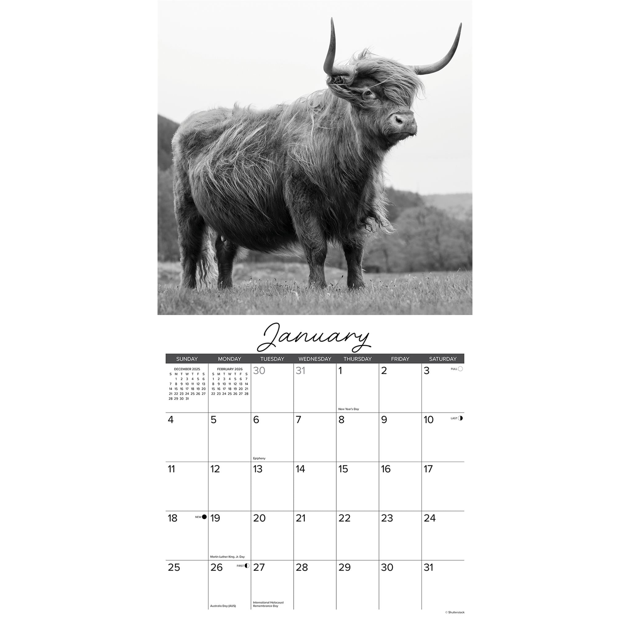 Calendrier mural 2026 des vaches des Highlands en noir et blanc