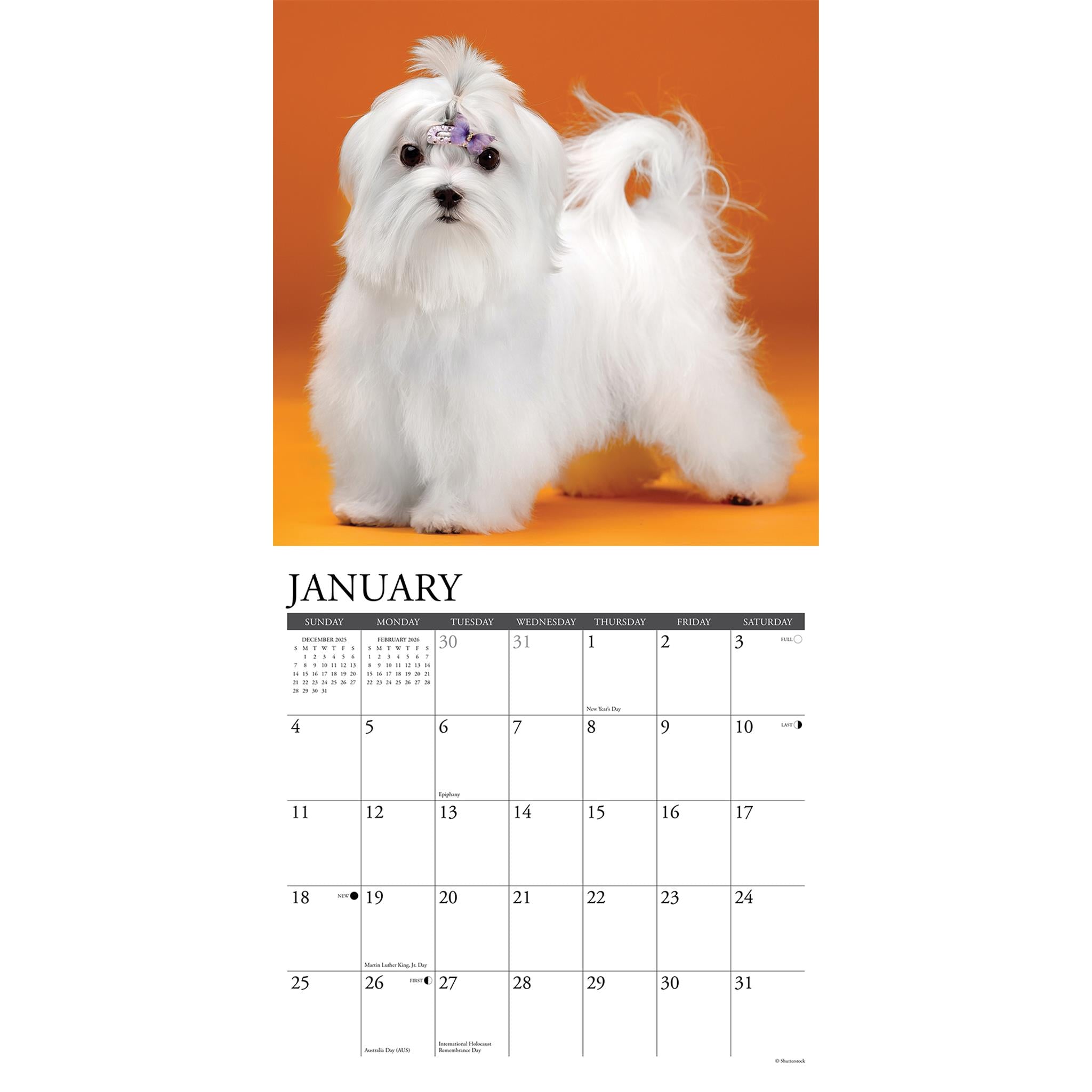 Calendrier mural Just Maltese 2026 - Disponible uniquement en ligne