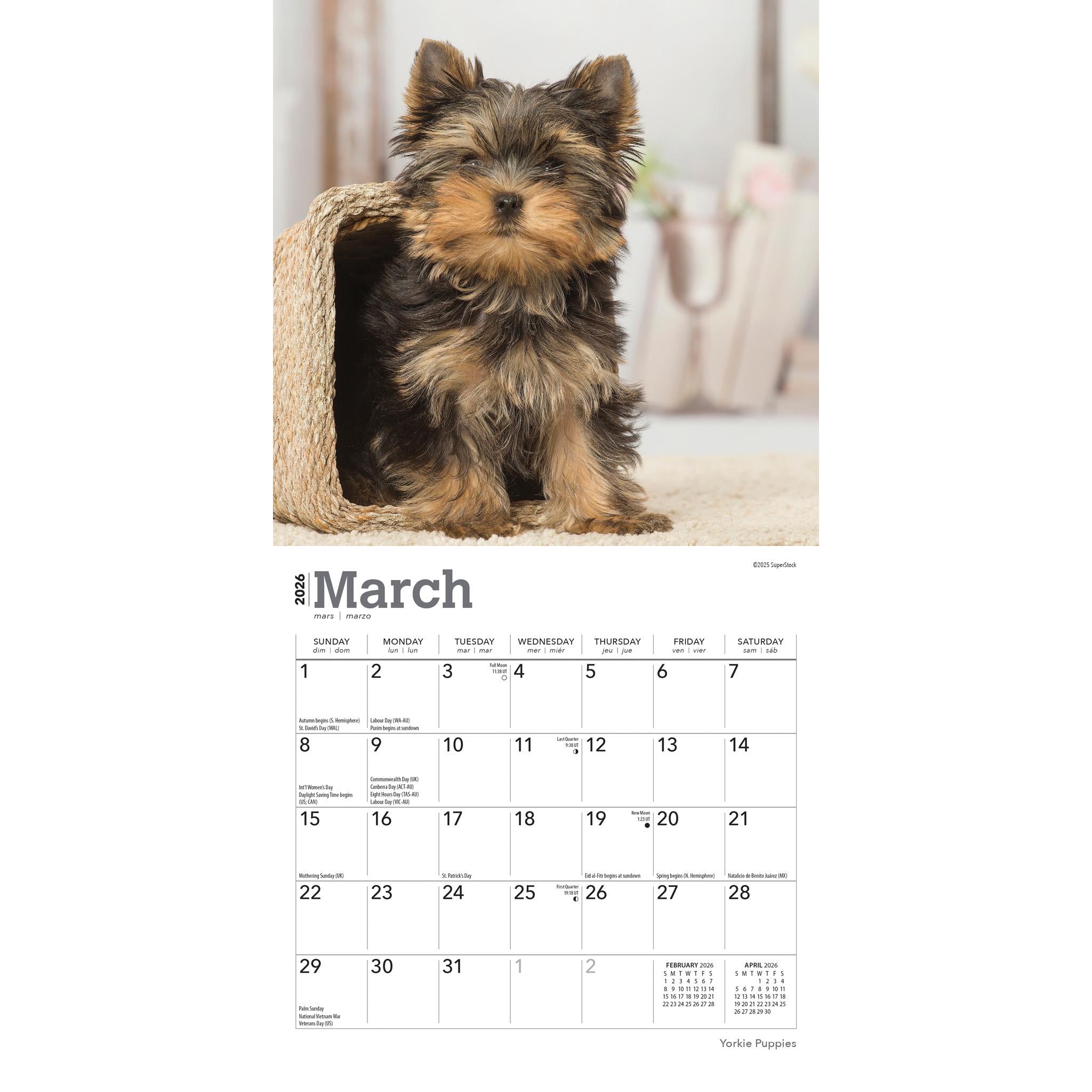 Mini-calendrier 2026 des chiots Yorkshire Terrier