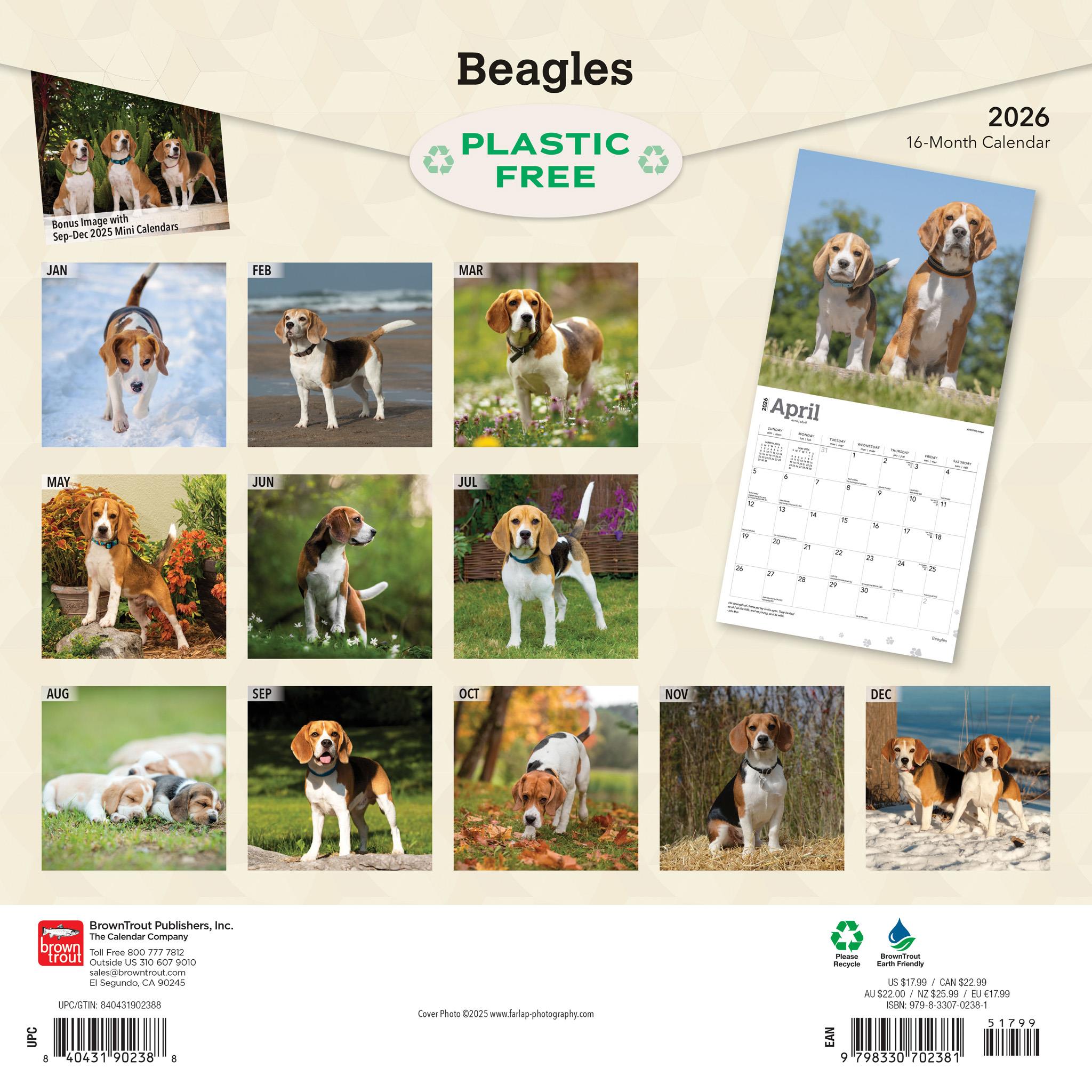 Calendrier mural Beagles 2026