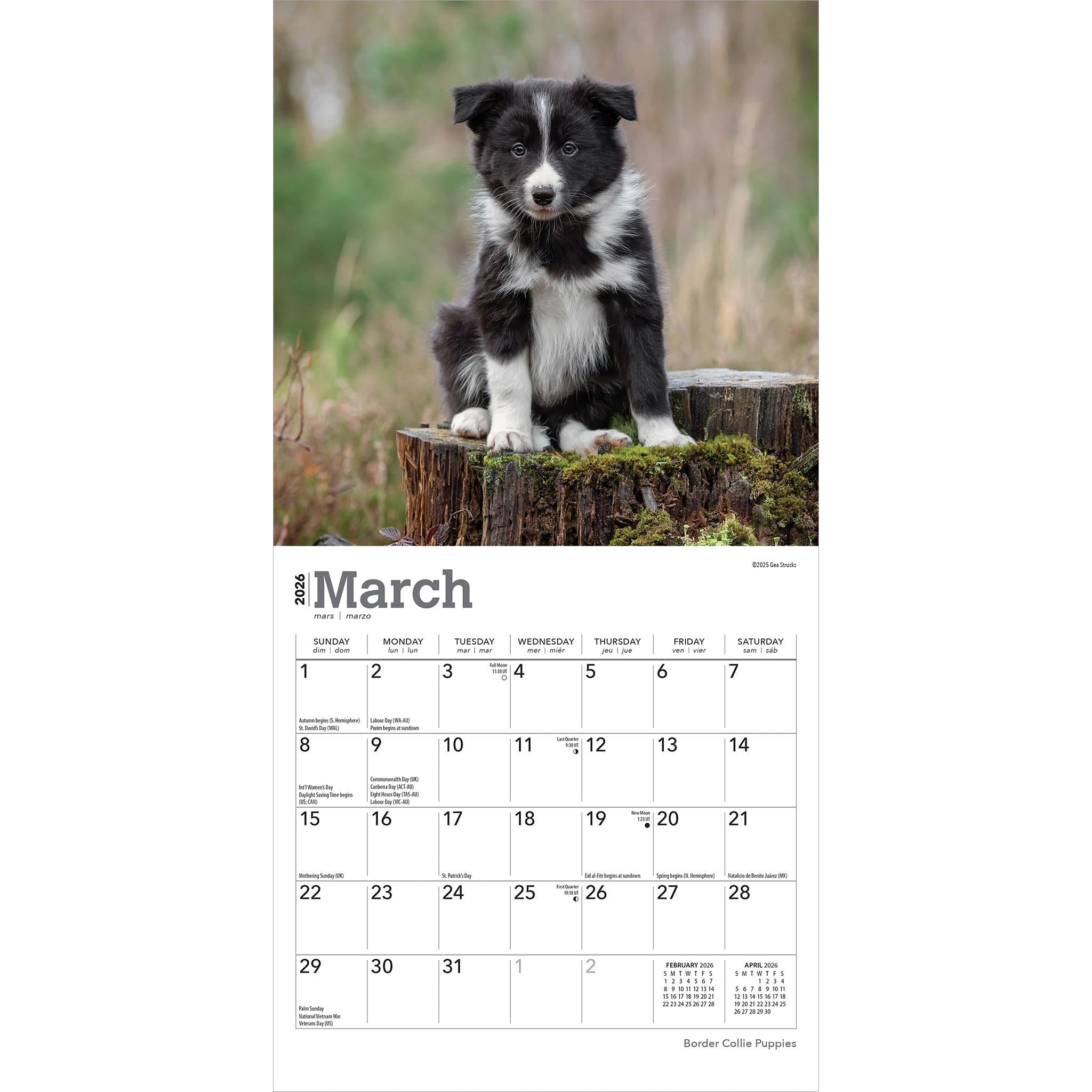 Mini calendrier 2026 des chiots Border Collie