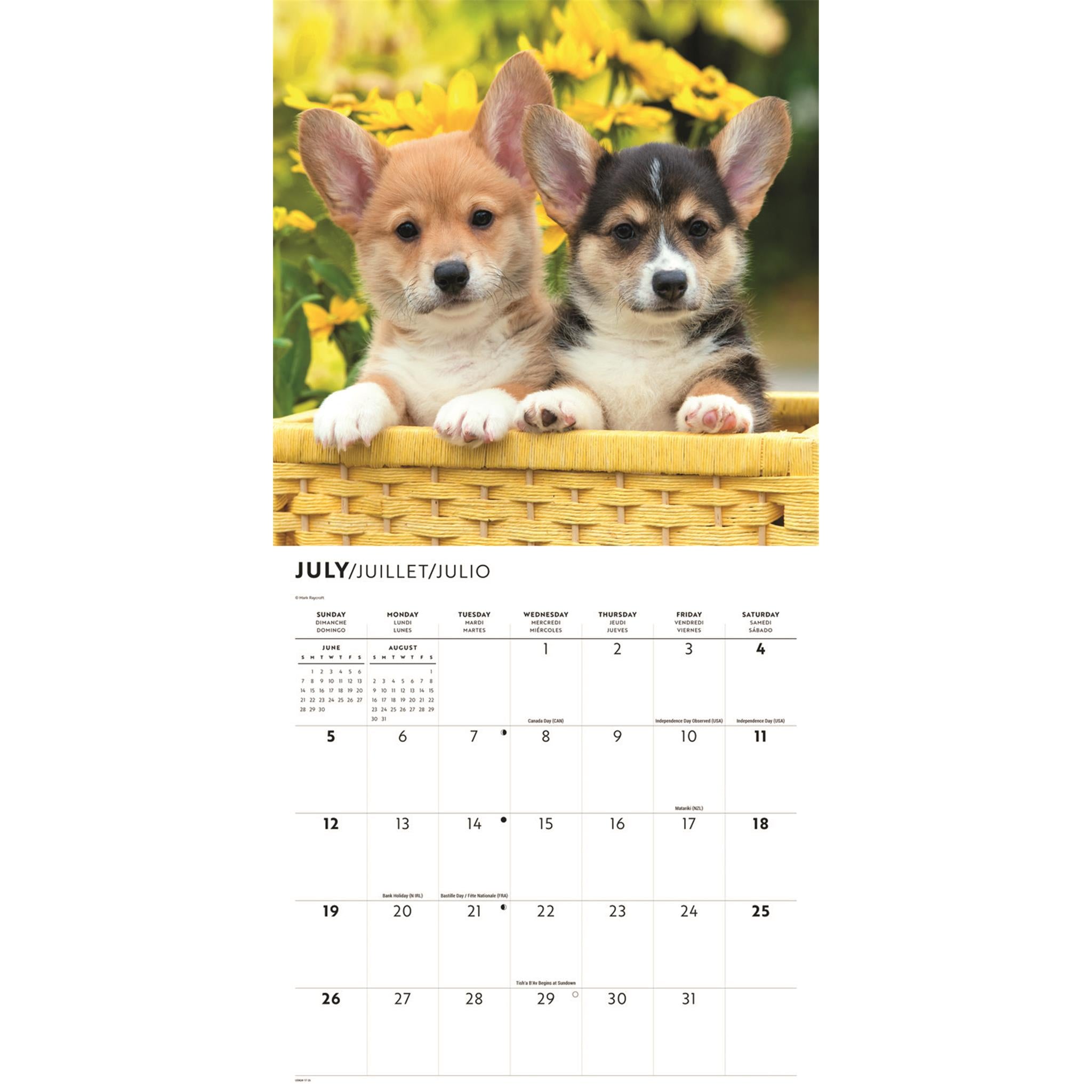 Corgi Puppies 2026 Wall Calendar