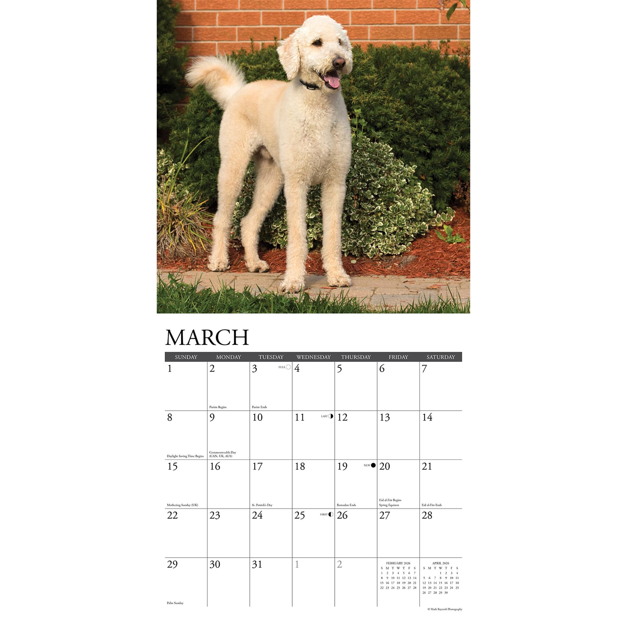 Calendrier mural Just Labradoodles 2026