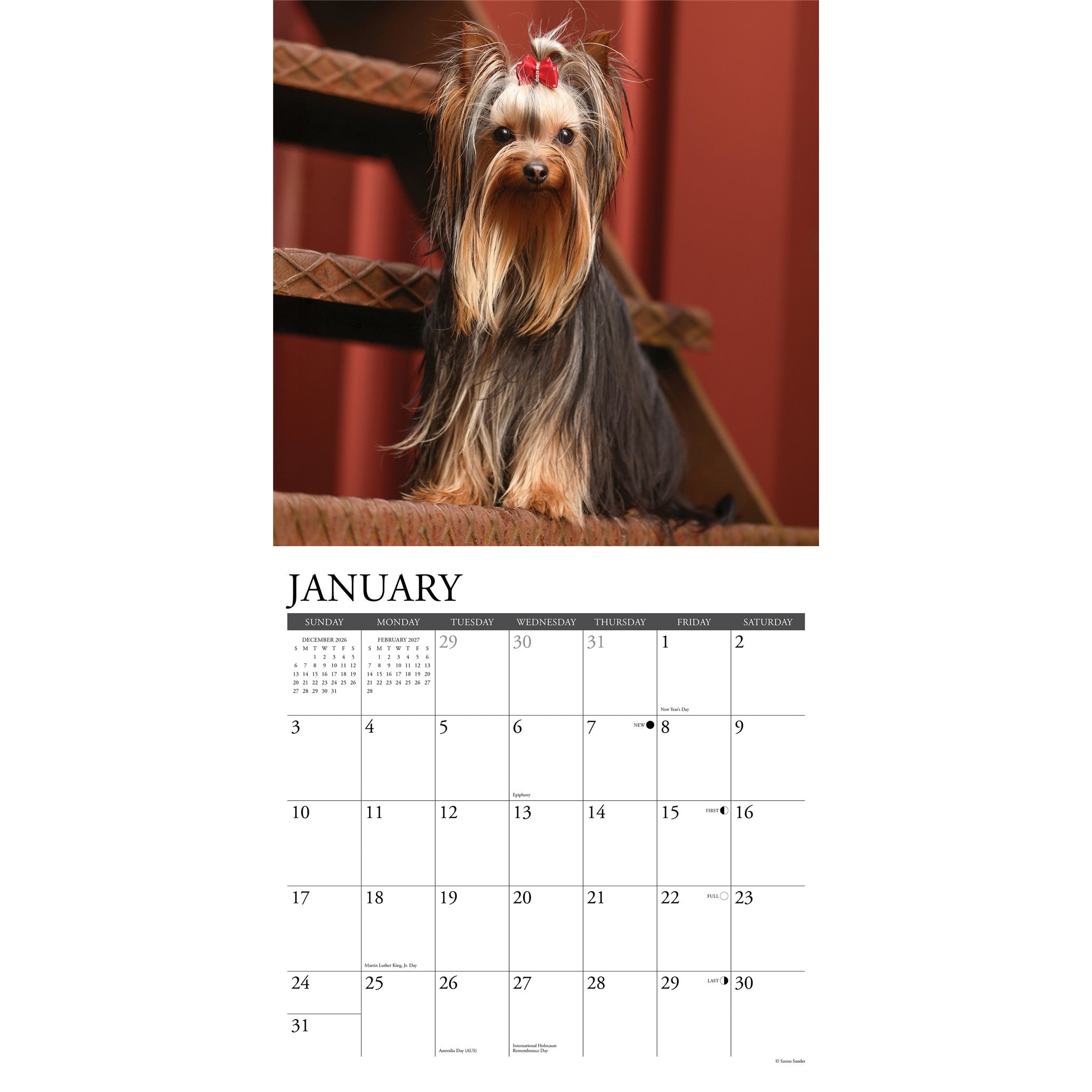 Yorkies 2027 Wall Calendar