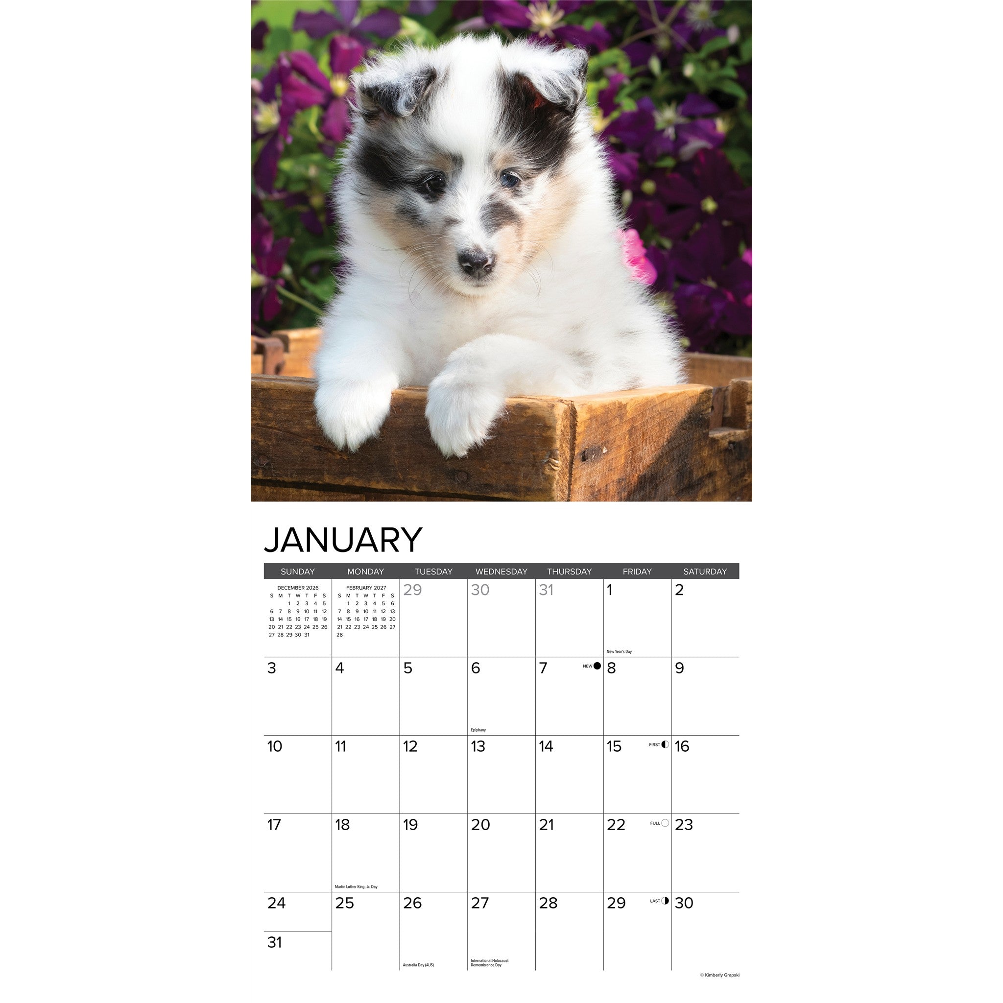 Sheltie Puppies 2027 Wall Calendar - Online Only