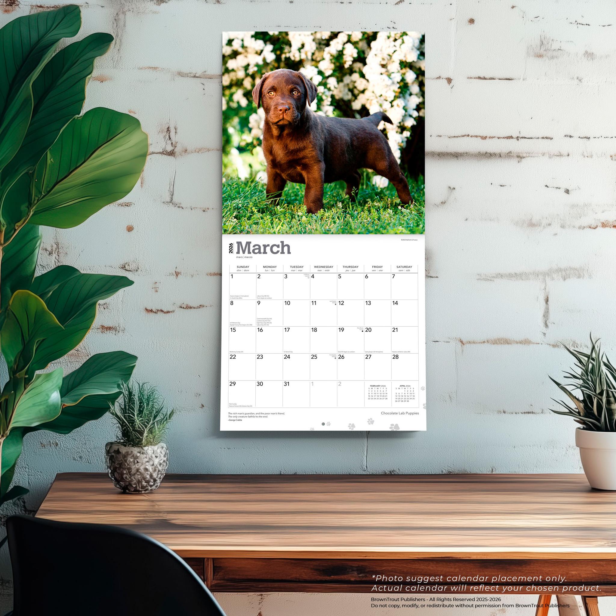 Calendrier mural 2026 des chiots Labrador chocolat