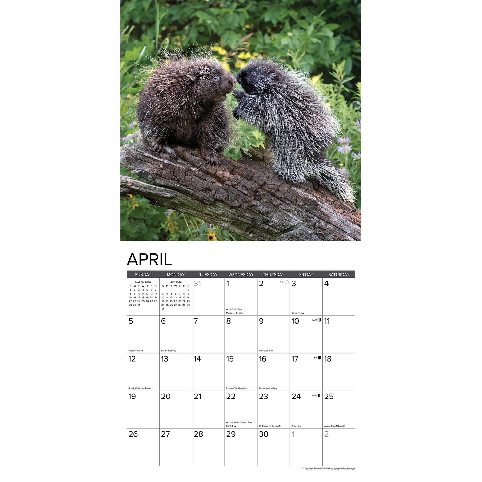 Calendrier mural Porcupines 2026 - Disponible uniquement en ligne