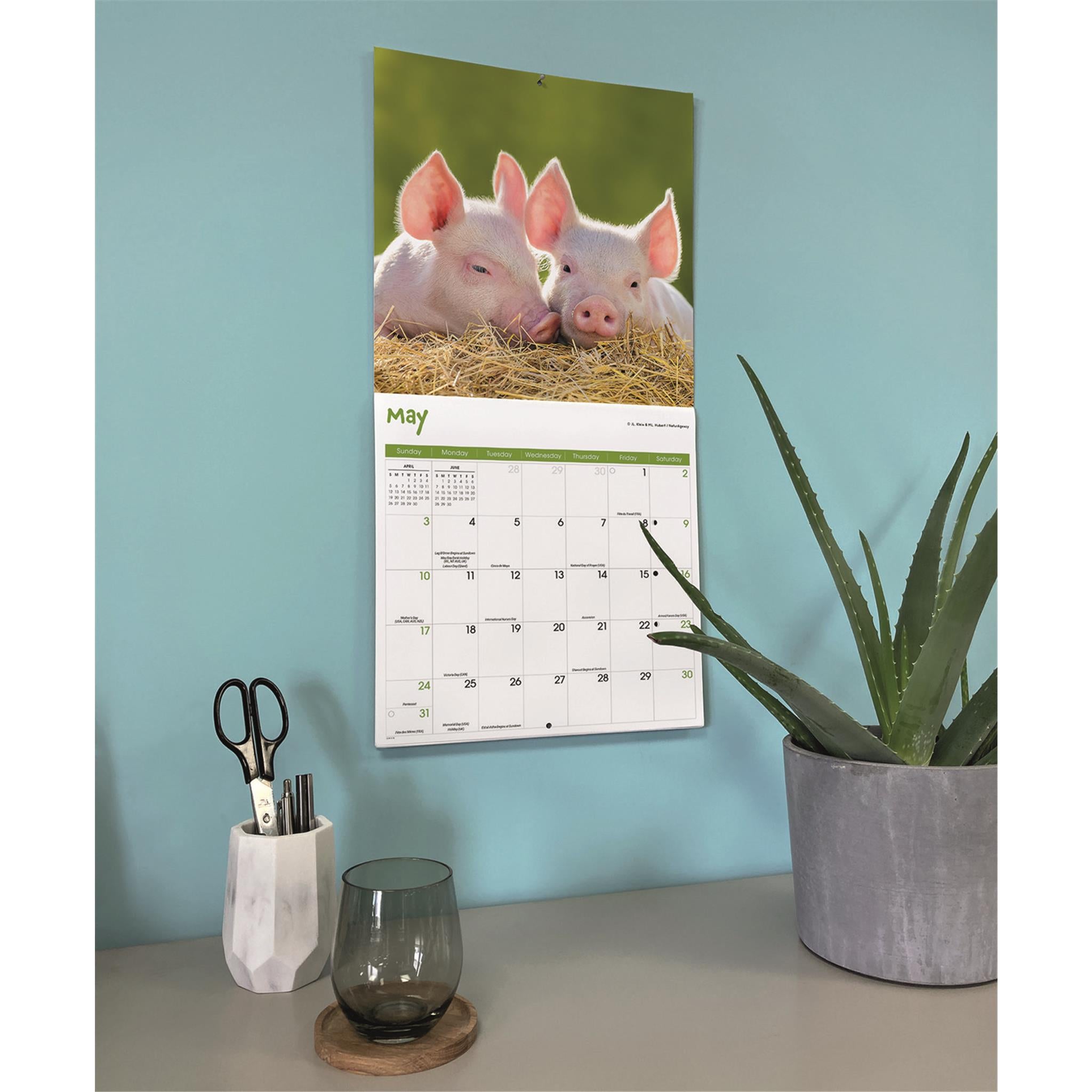 Calendrier mural Mini Cochons 2026