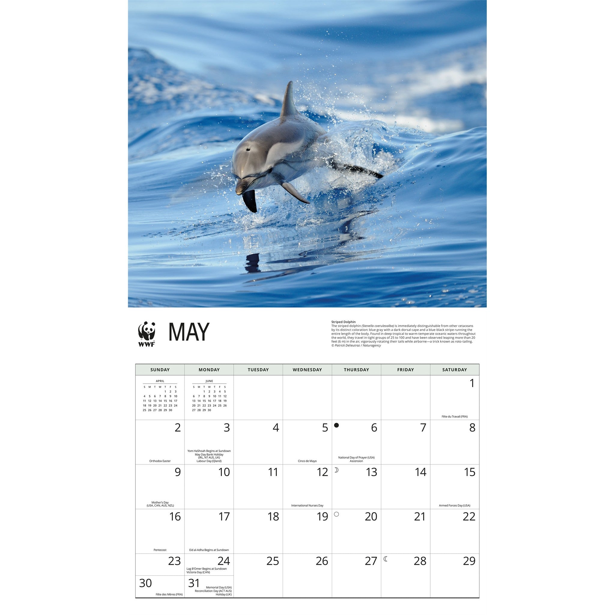 Calendrier mural 2027 Dauphins - WWF