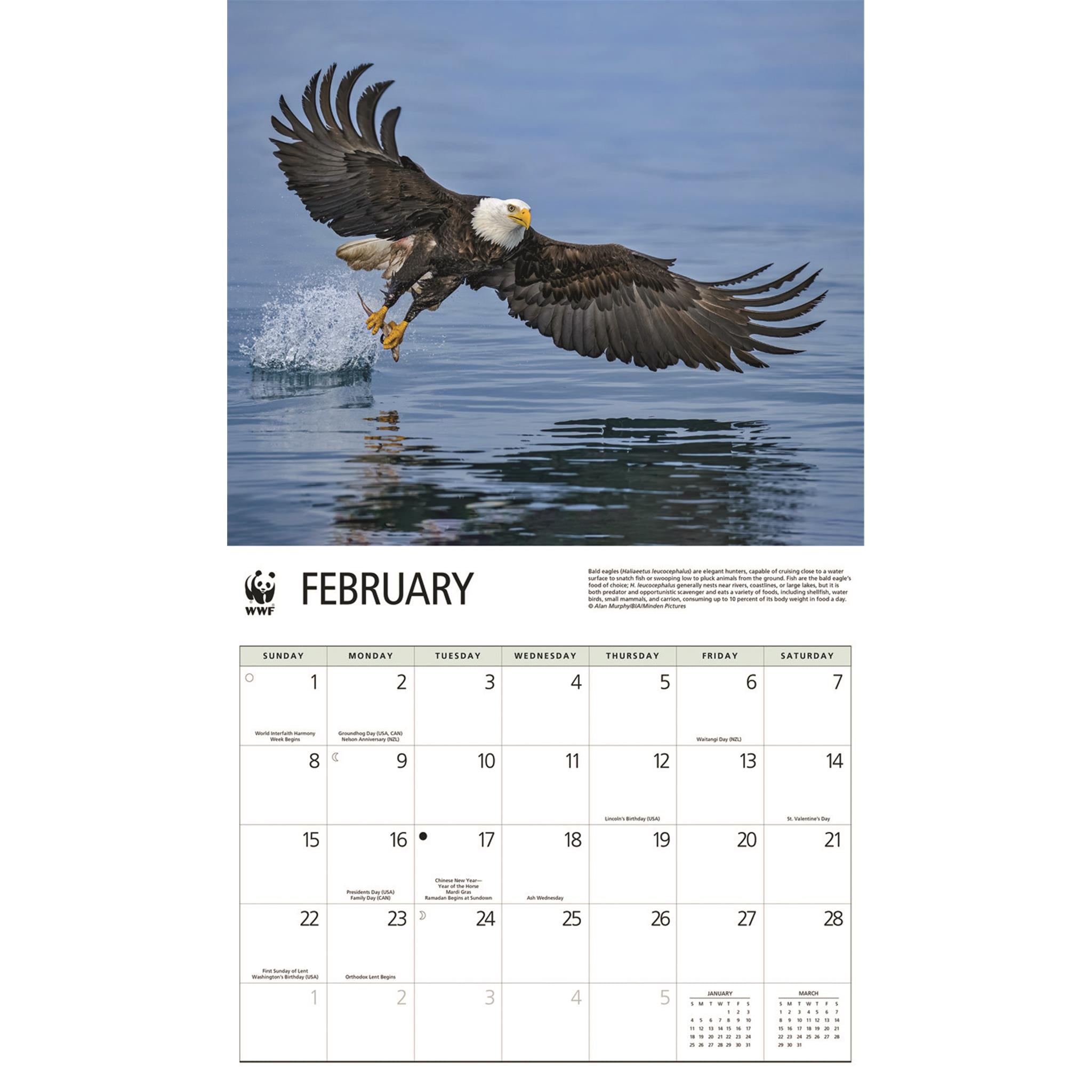 World Wildlife Fund Eagles 2026 Wall Calendar