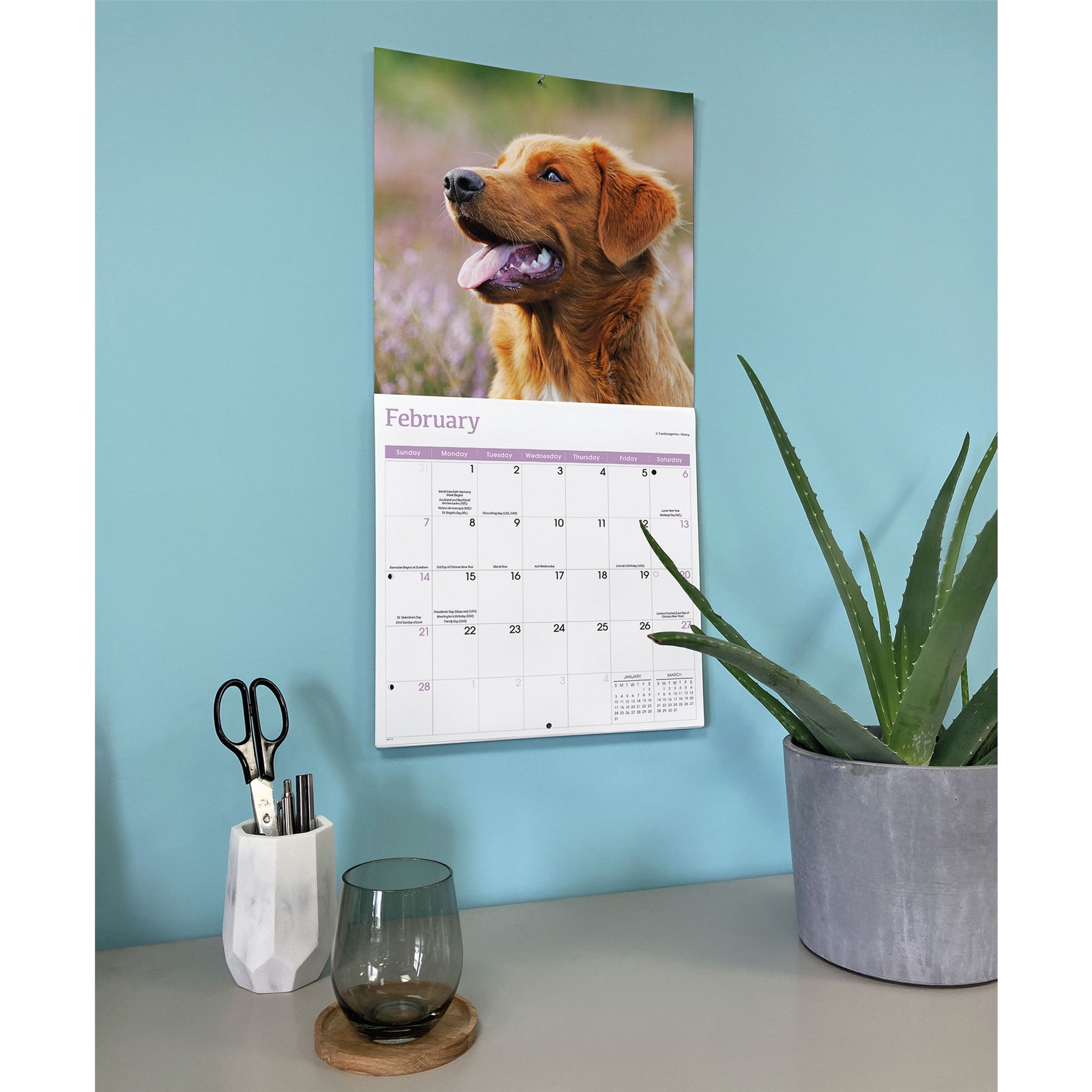 Calendrier mural 2027 Nova Scotia Duck Tolling Retriever