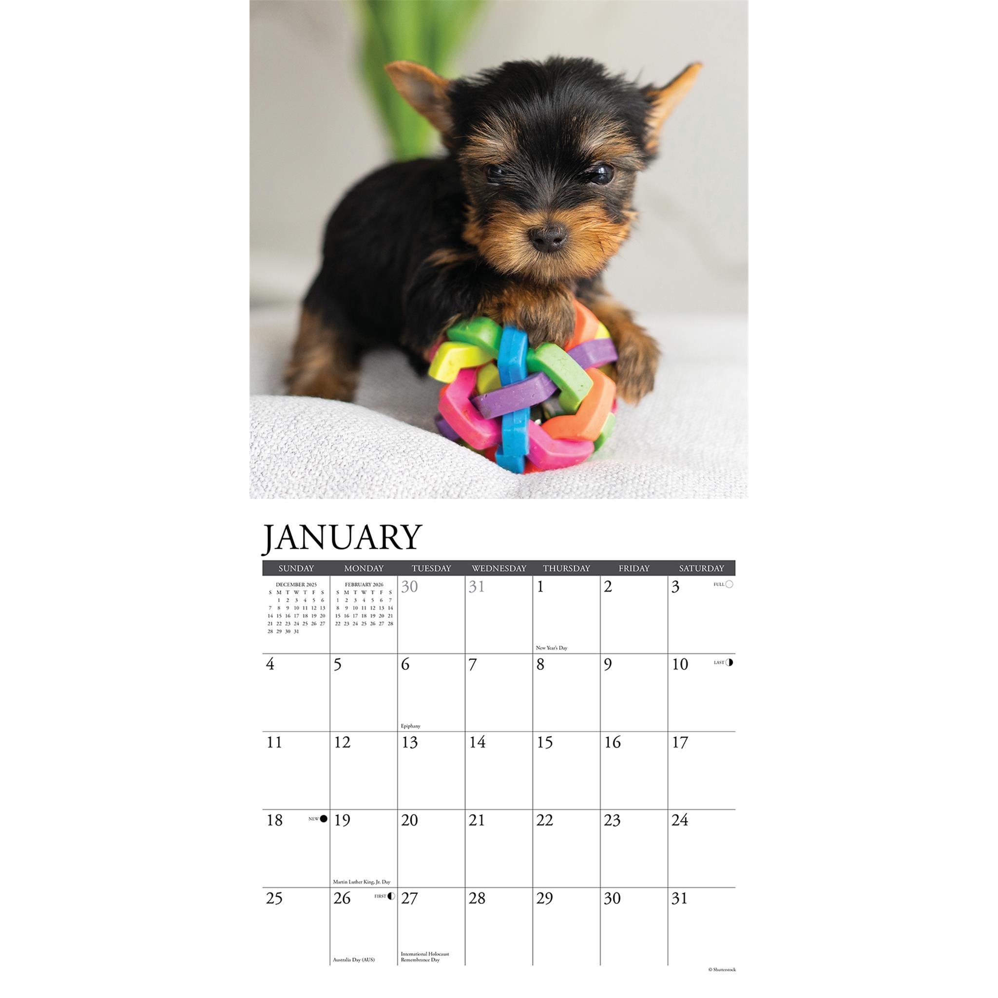 Yorkie Puppies 2026 Just Wall Calendar
