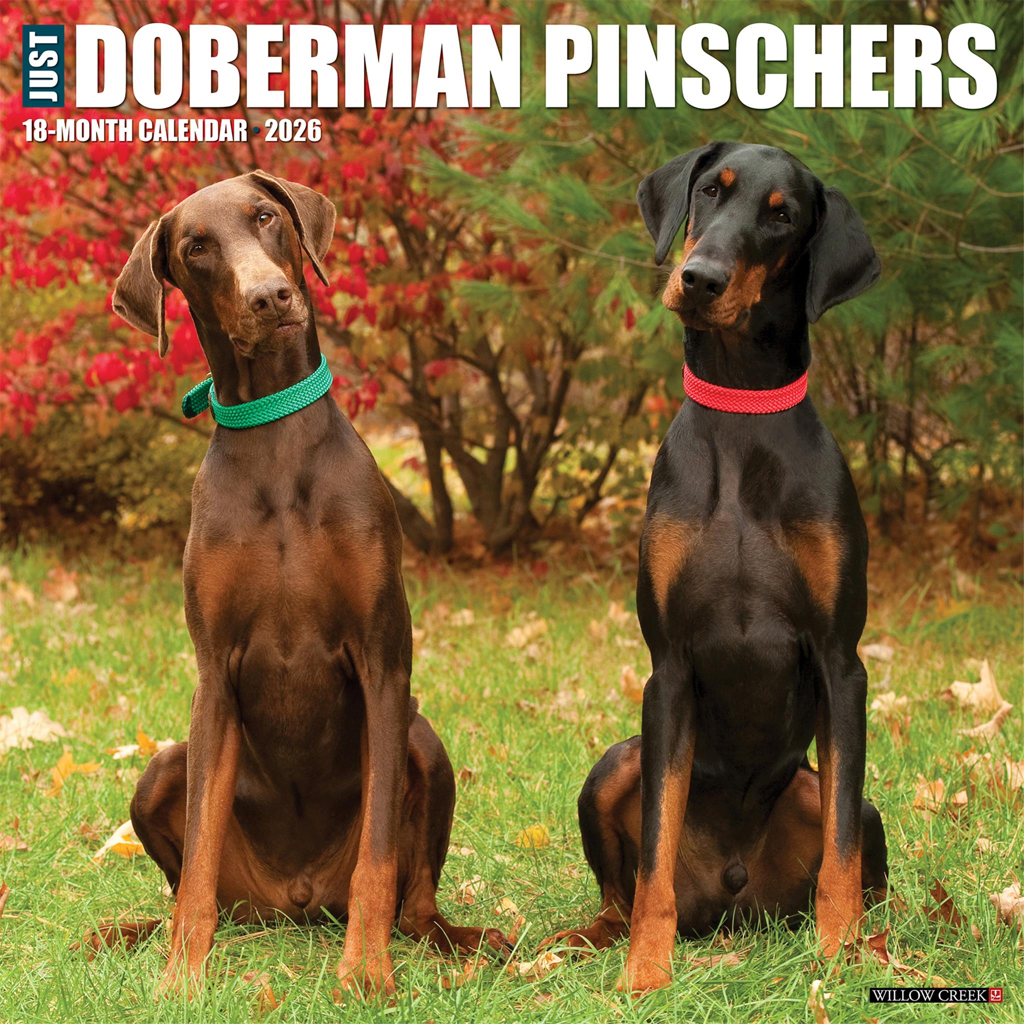 Calendrier mural 2026 « Just Doberman Pinschers » - Disponible uniquement en ligne