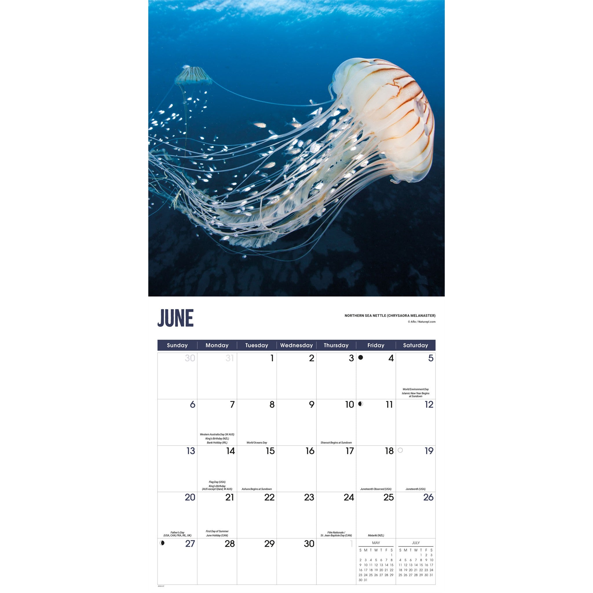 Calendrier mural 2027 Méduses