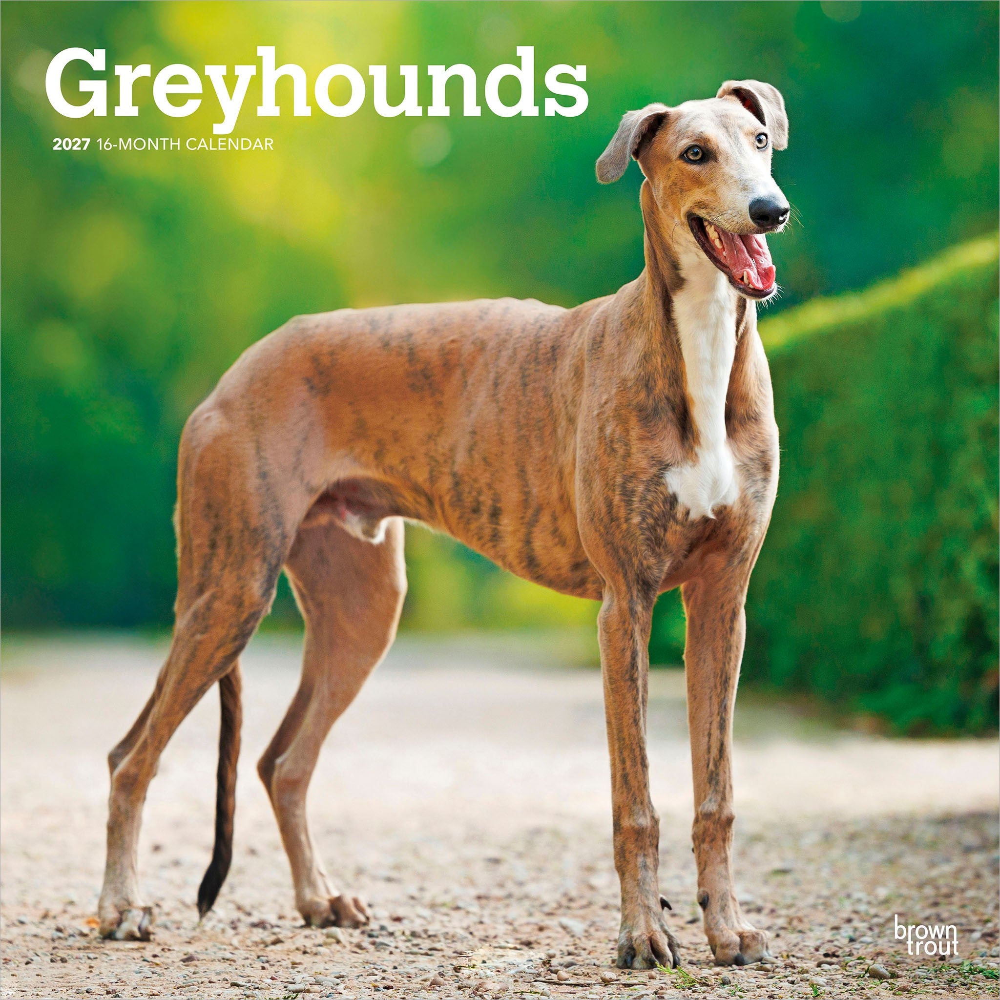 Greyhounds 2027 Wall Calendar