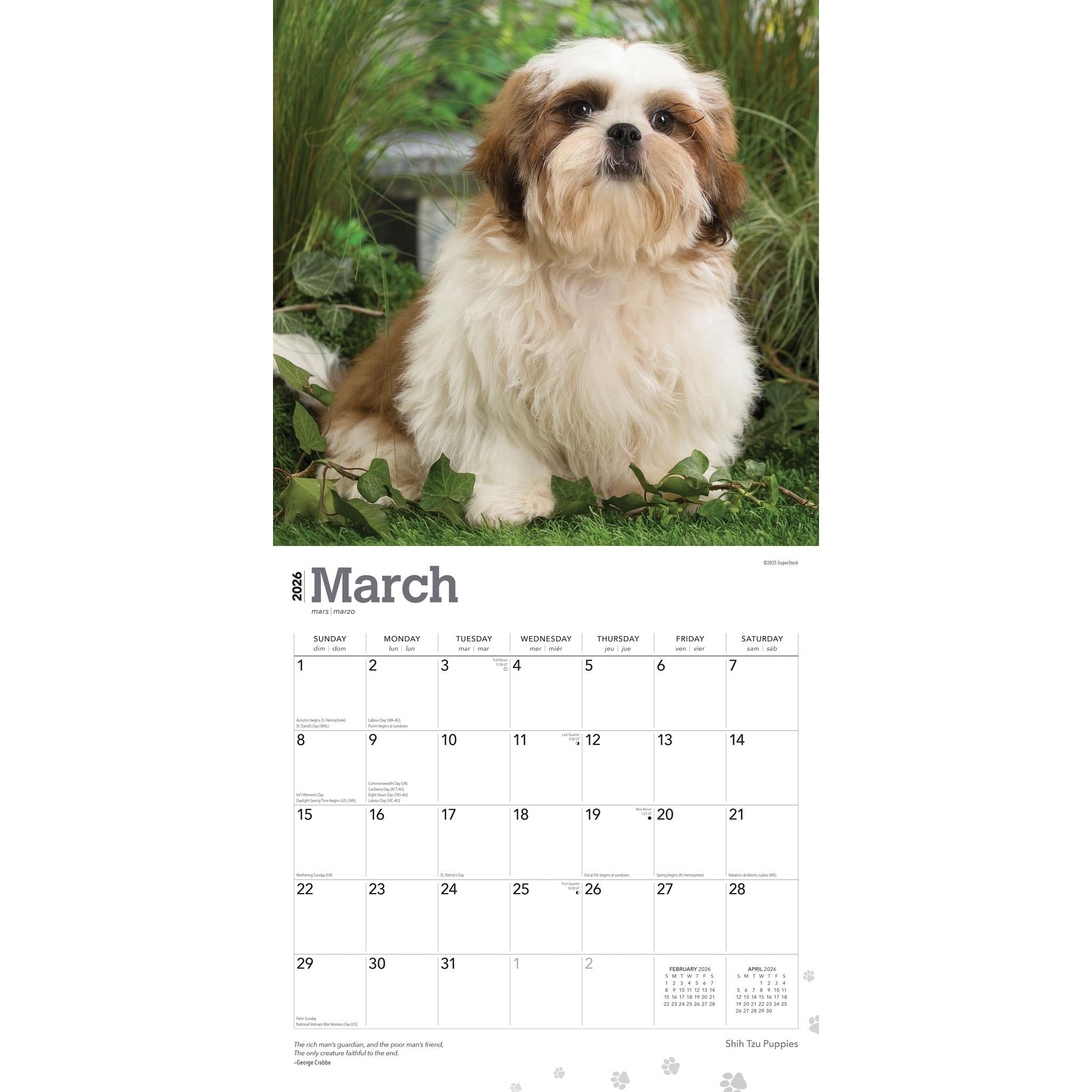 Calendrier mural des chiots Shih Tzu 2026