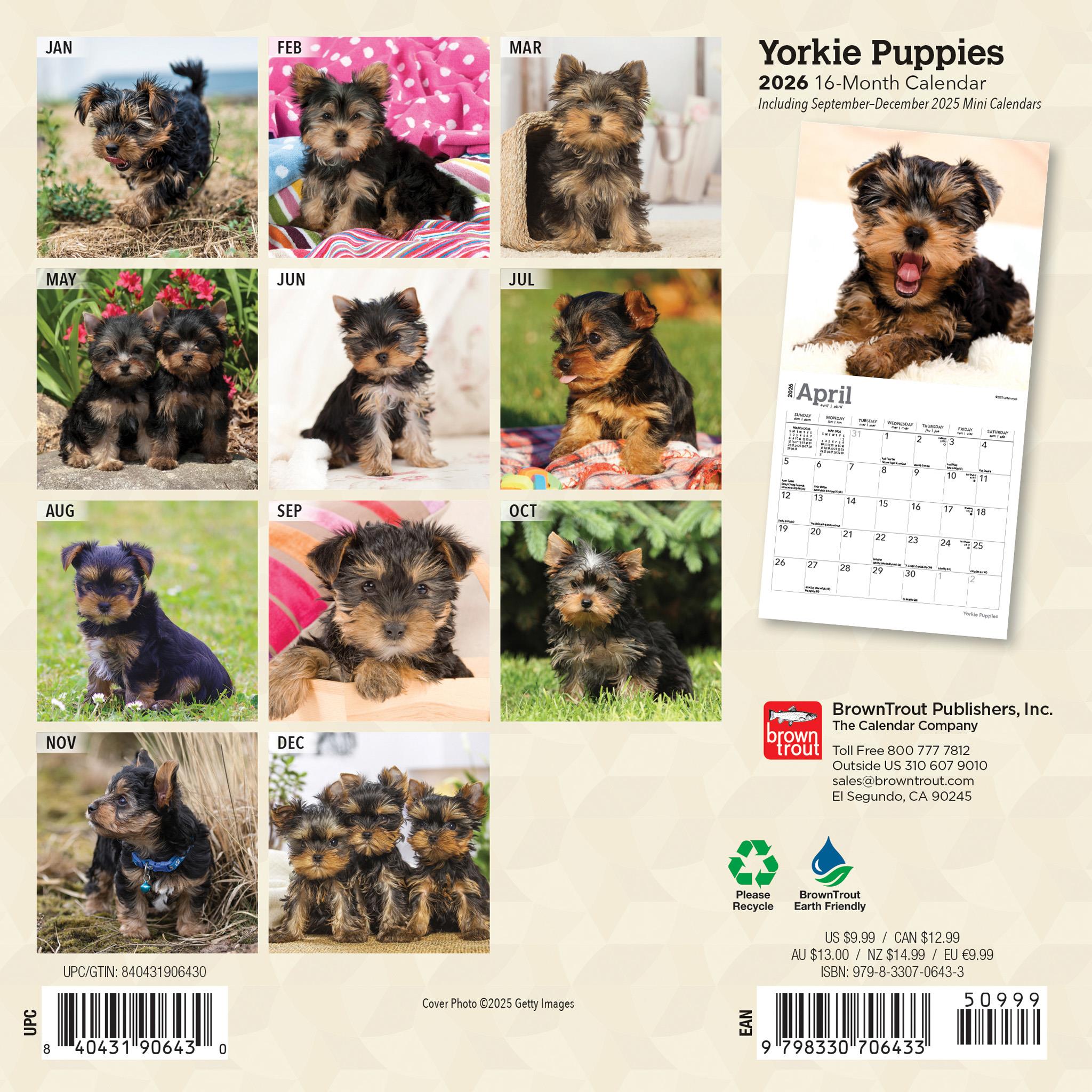 Mini-calendrier 2026 des chiots Yorkshire Terrier