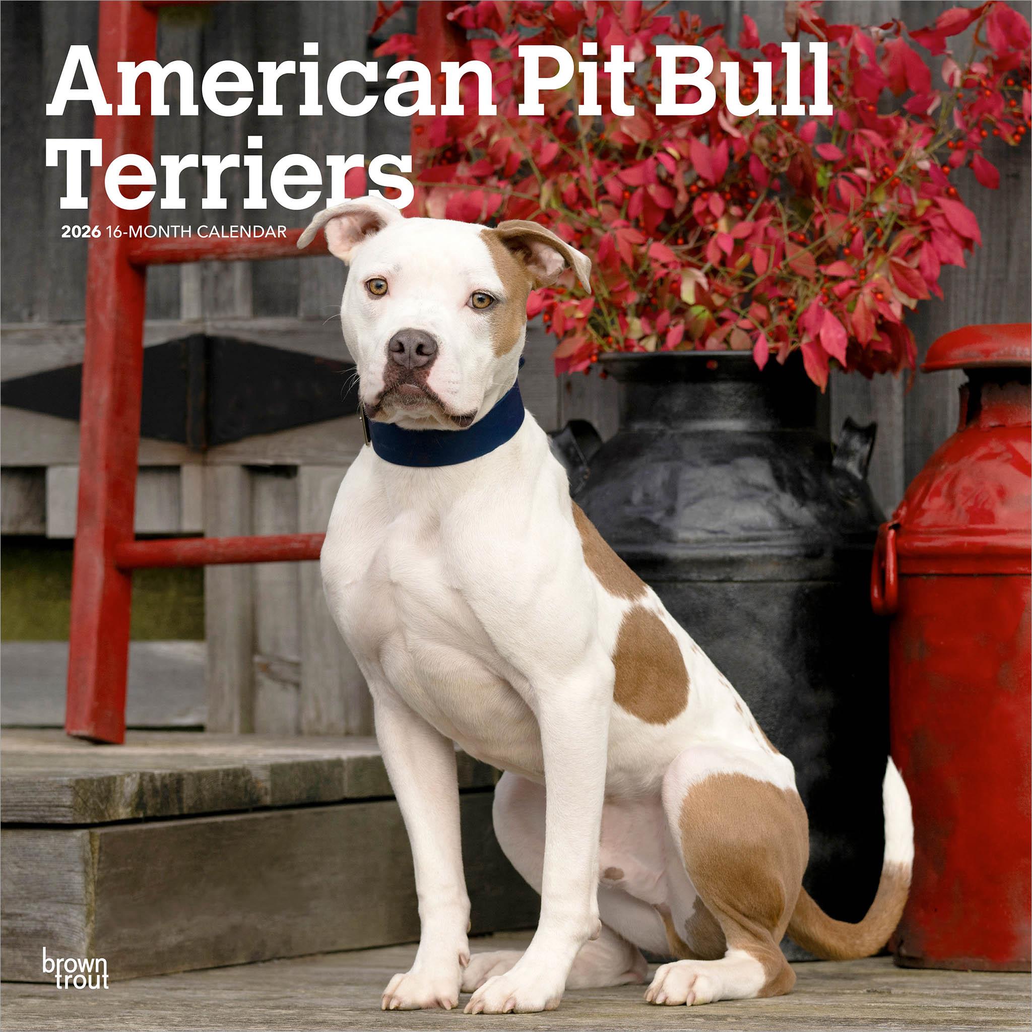Calendrier mural 2026 des American Pit Bull Terriers