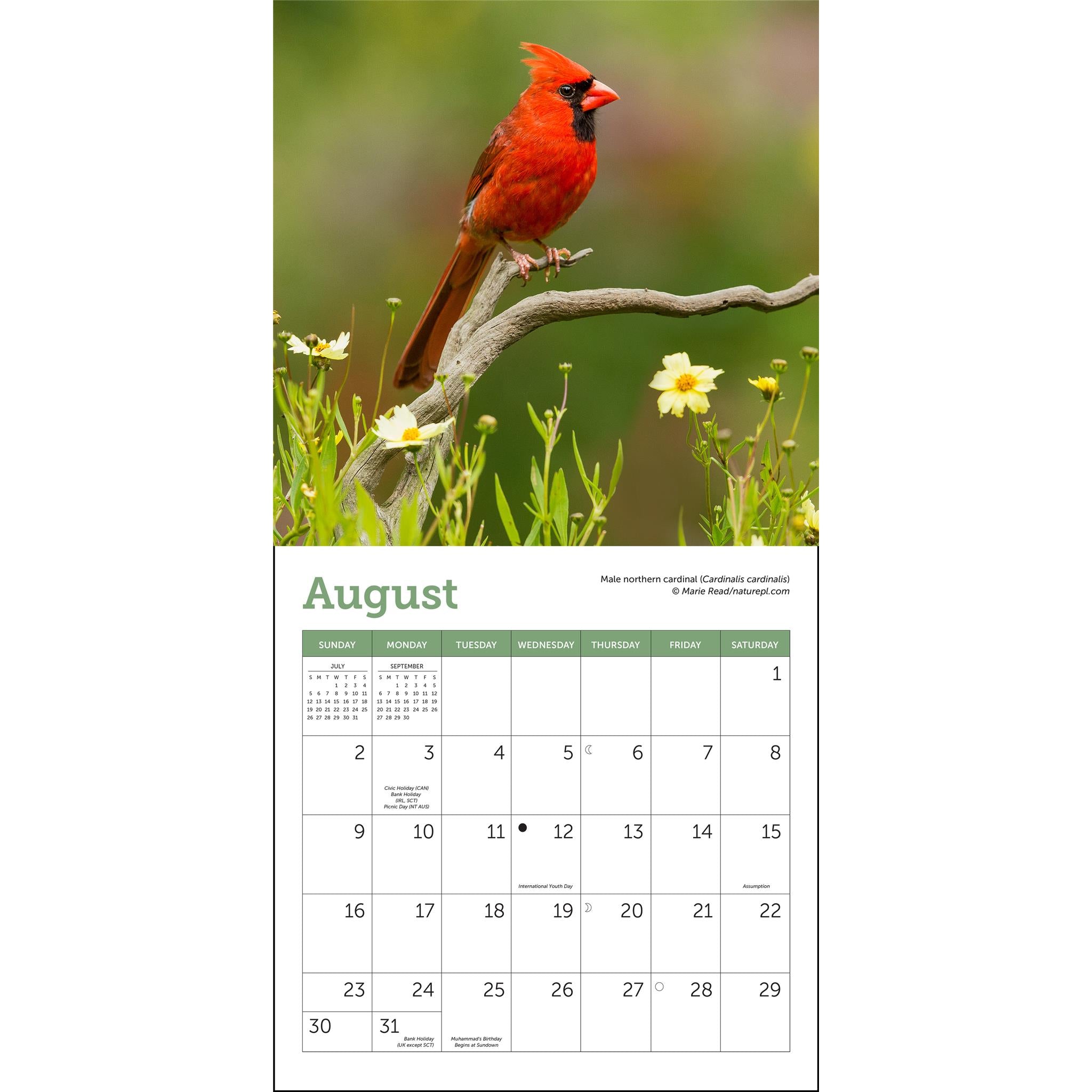 Mini-calendrier des oiseaux chanteurs 2026