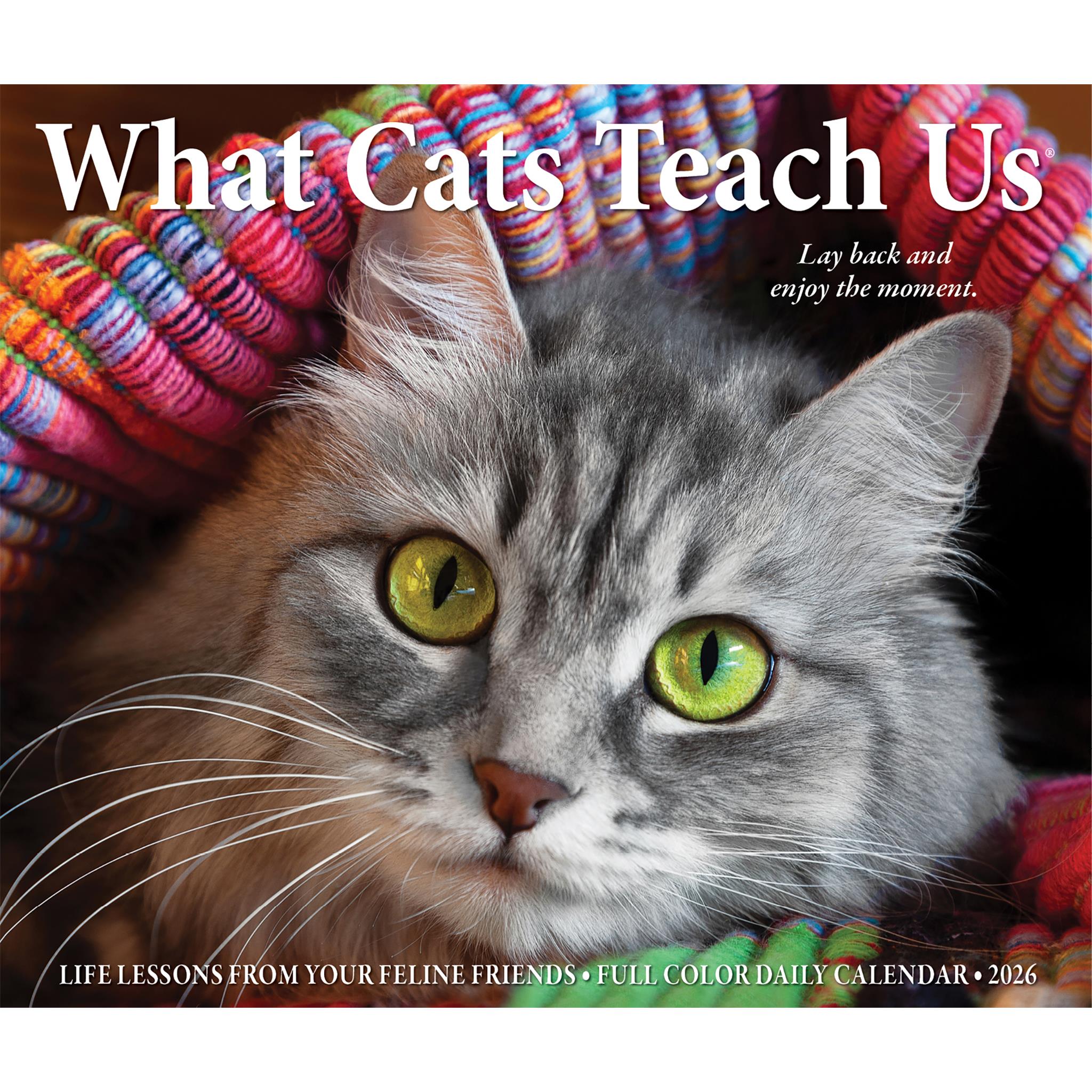 What Cats Teach Us 2026 Box Calendar