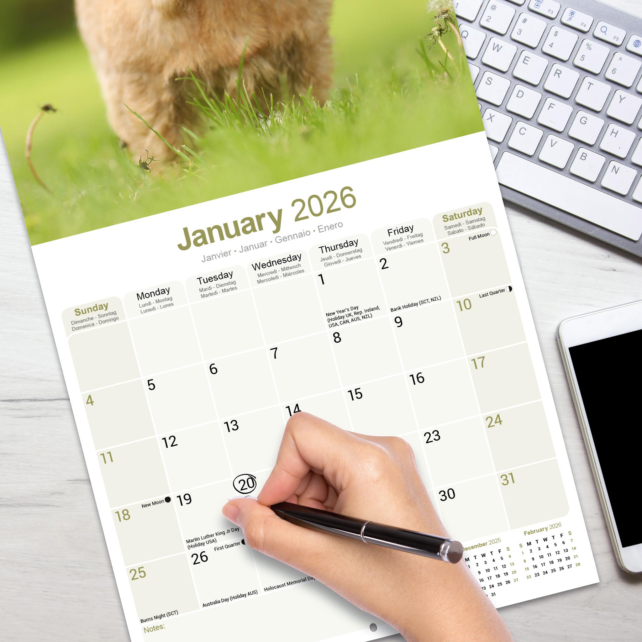 Calendrier mural Norwich Norfolk Terrier 2026